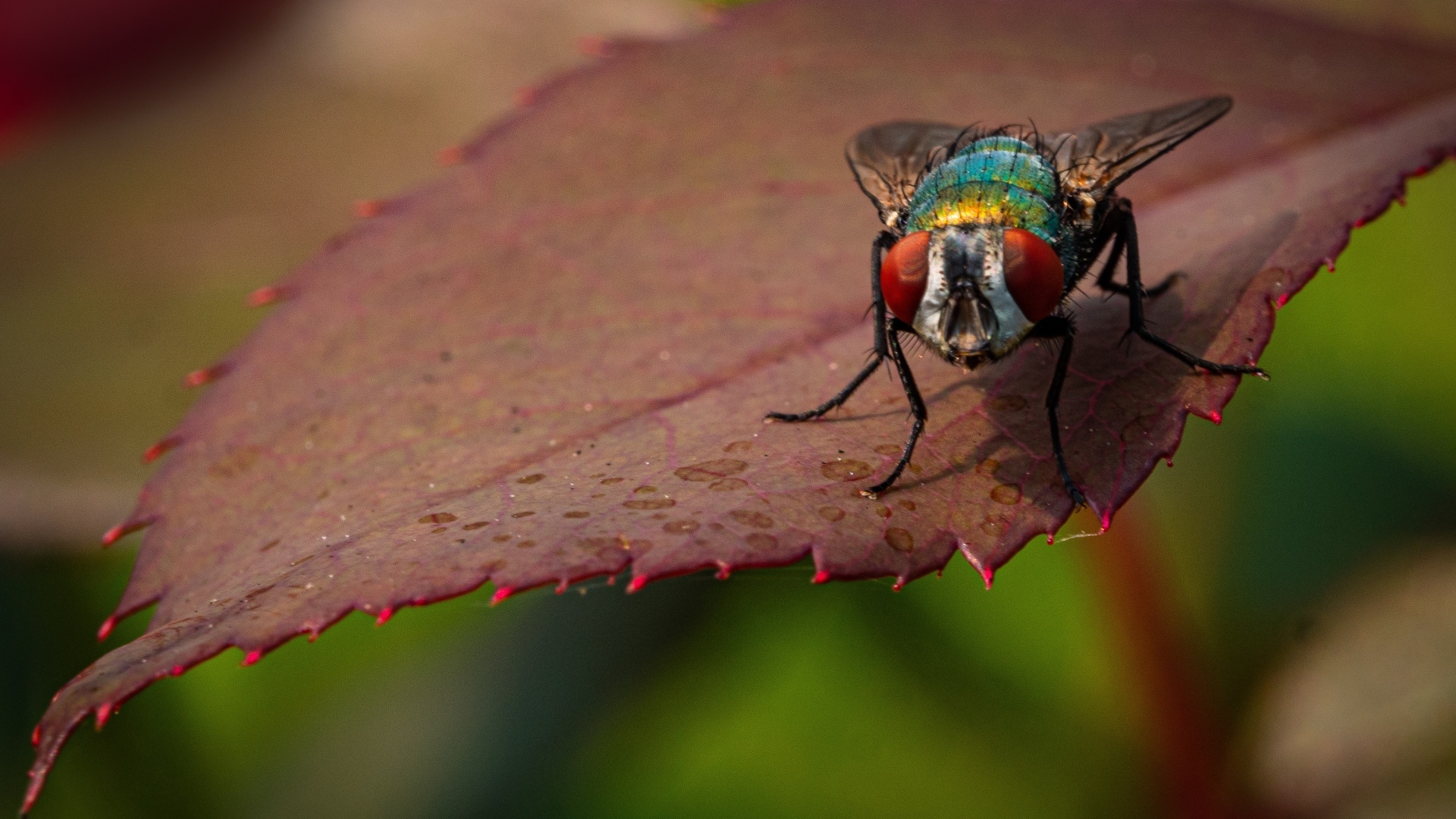 Большая муха сидит на листке