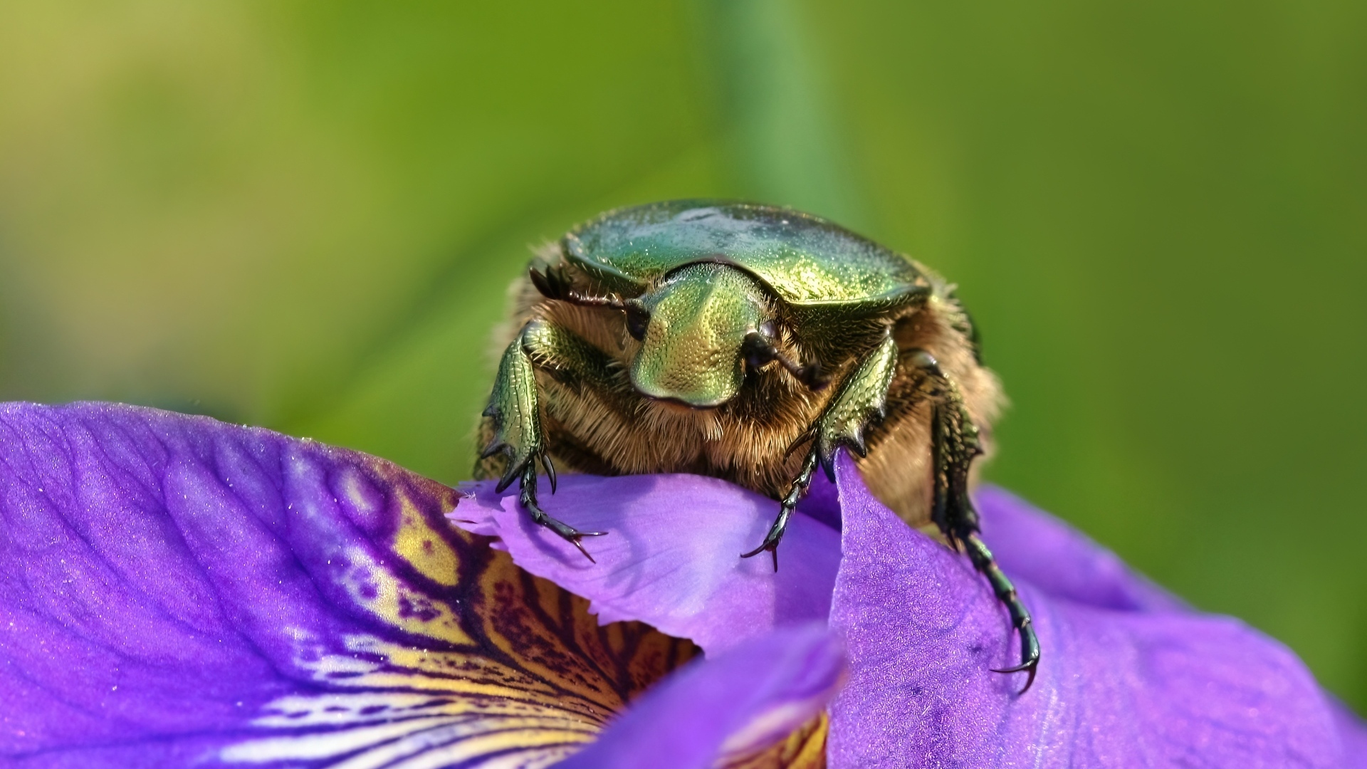 Большой зеленый жук на цветке