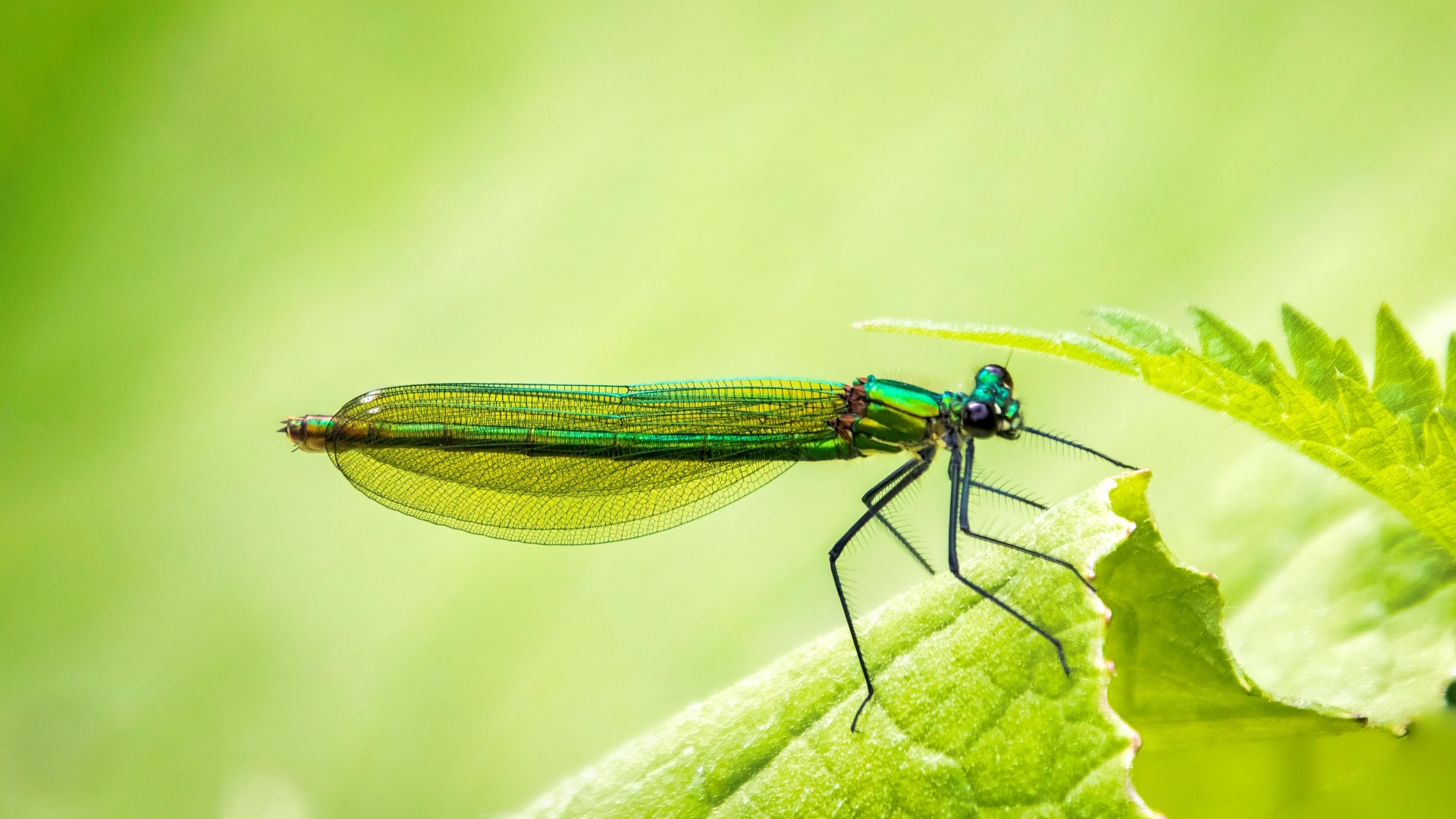 Большая зеленая стрекоза на листке