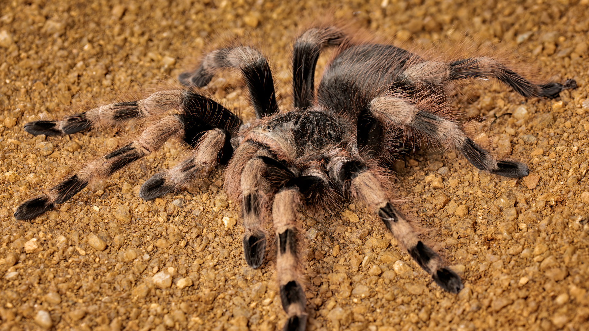 Большой тарантул на земле крупным планом
