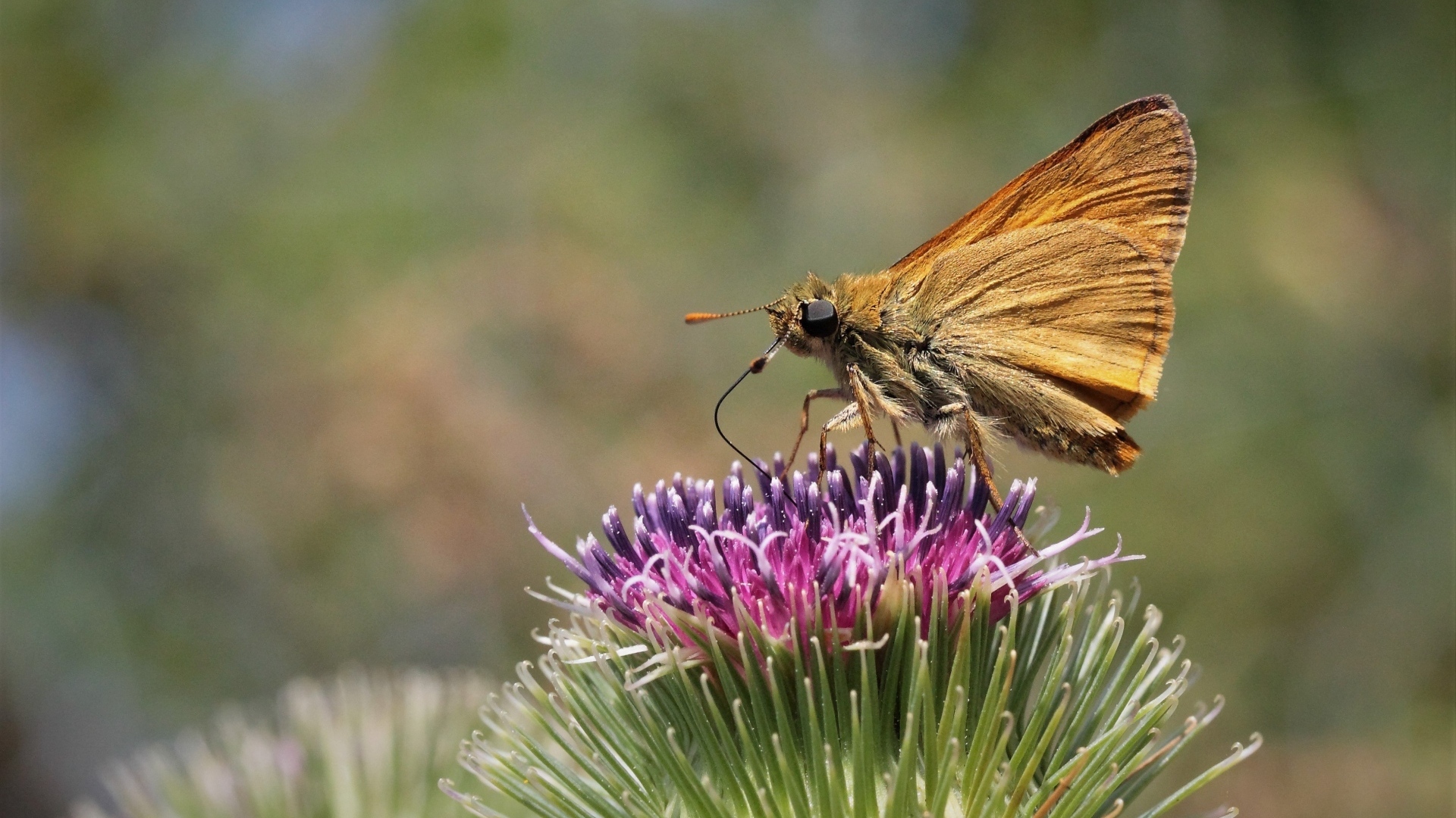 Коричневая бабочка на цветке расторопши крупным планом