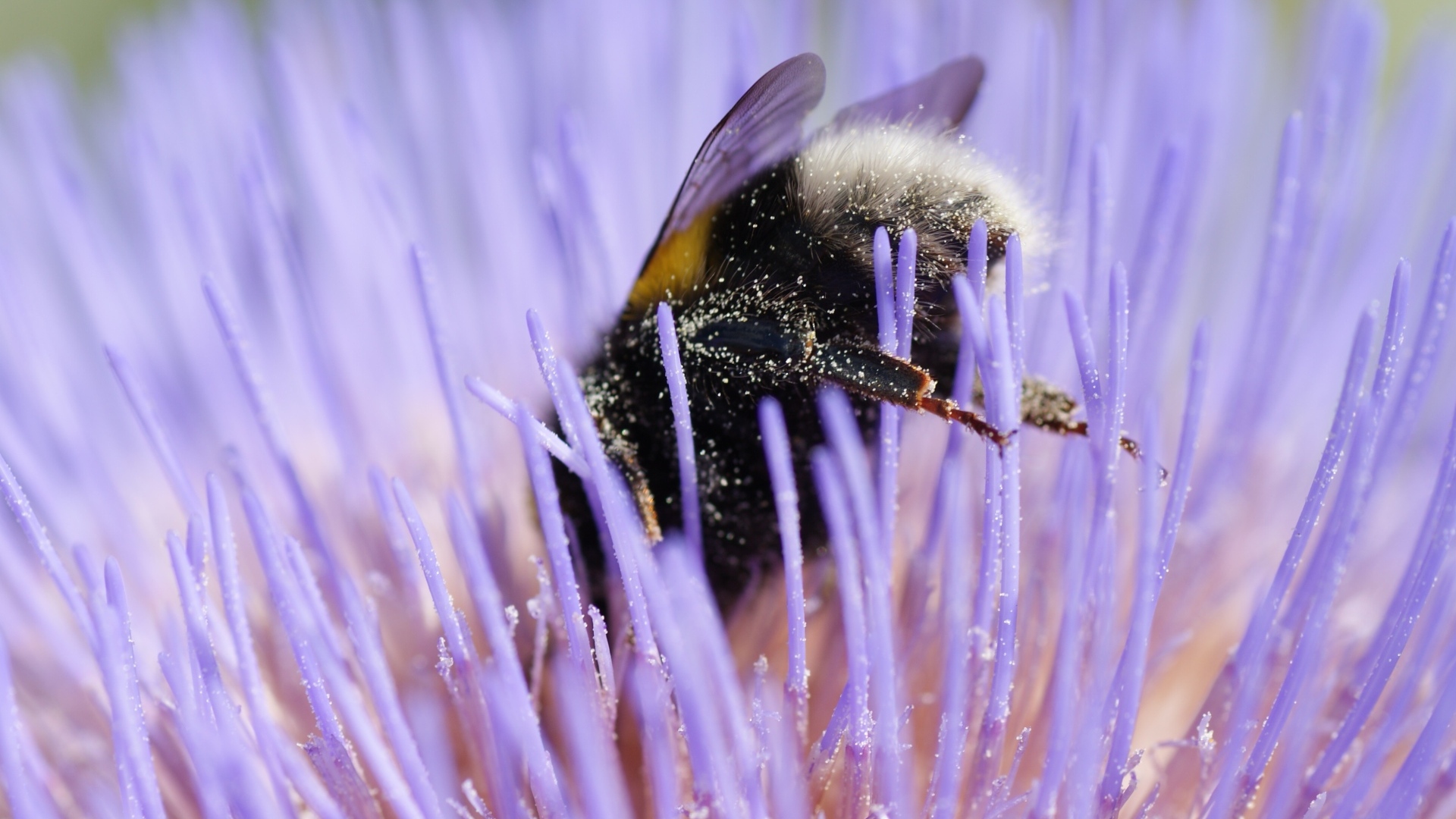 Шмель опыляет цветок