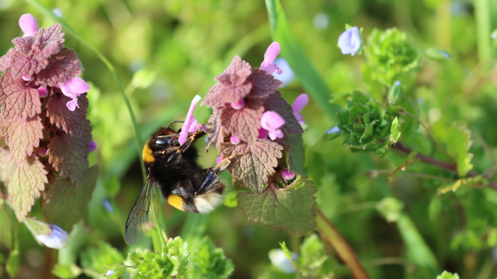 Шмель сидит на розовом цветке крапивы