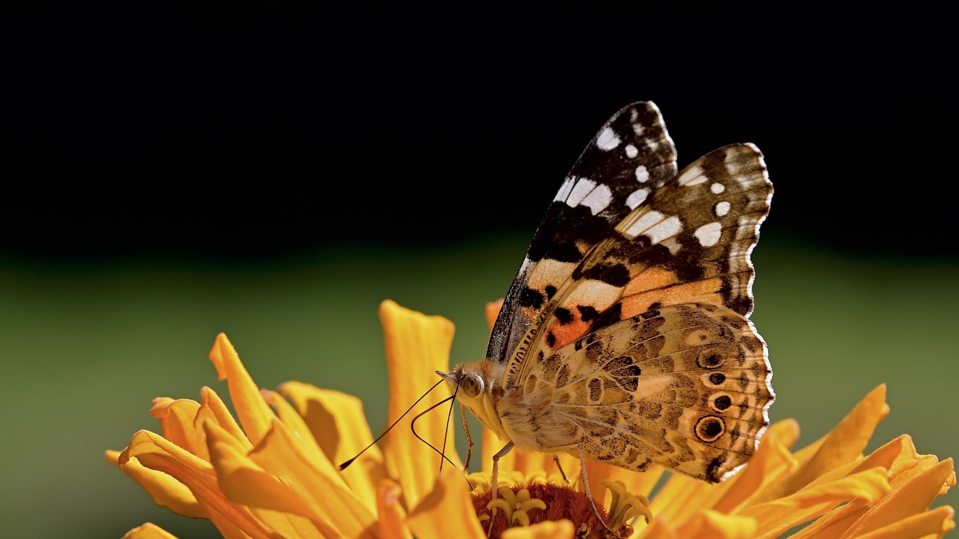 Бабочка крупным планом на цветке циннии