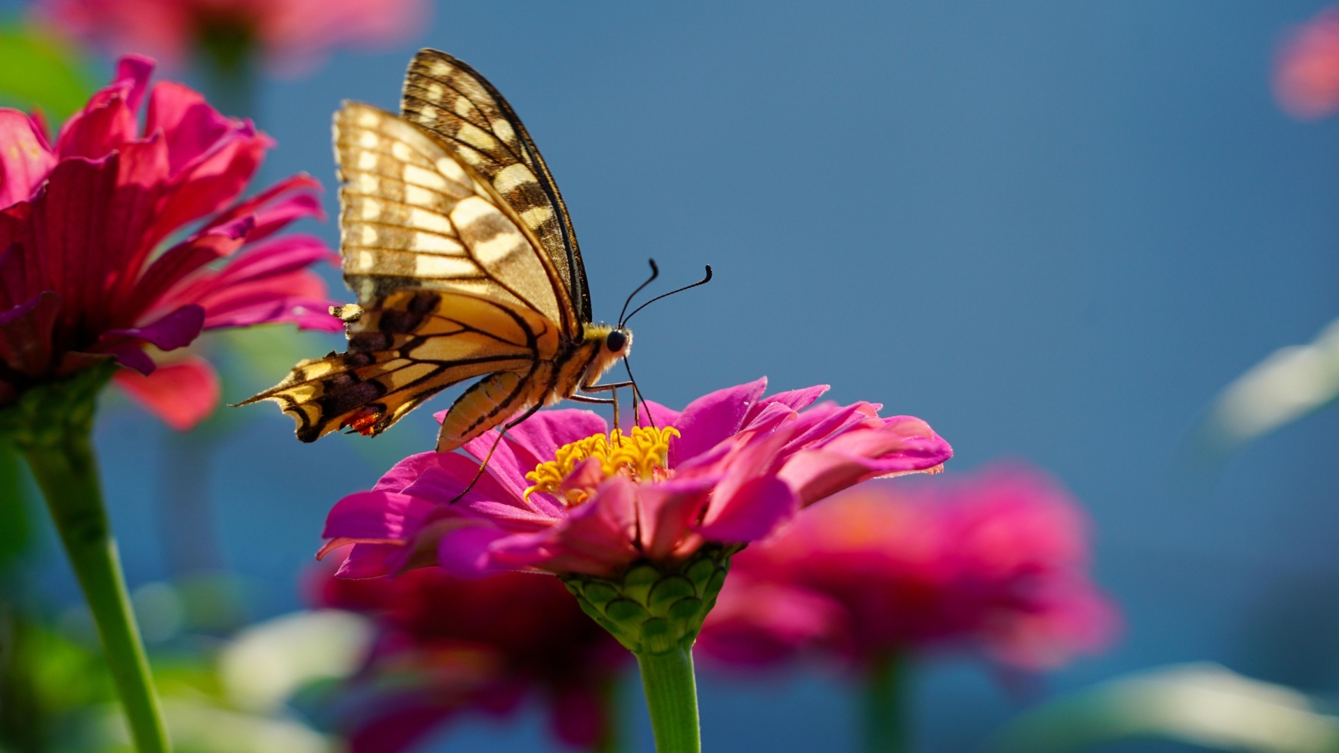 Бабочка махаон на розовом цветке циннии 