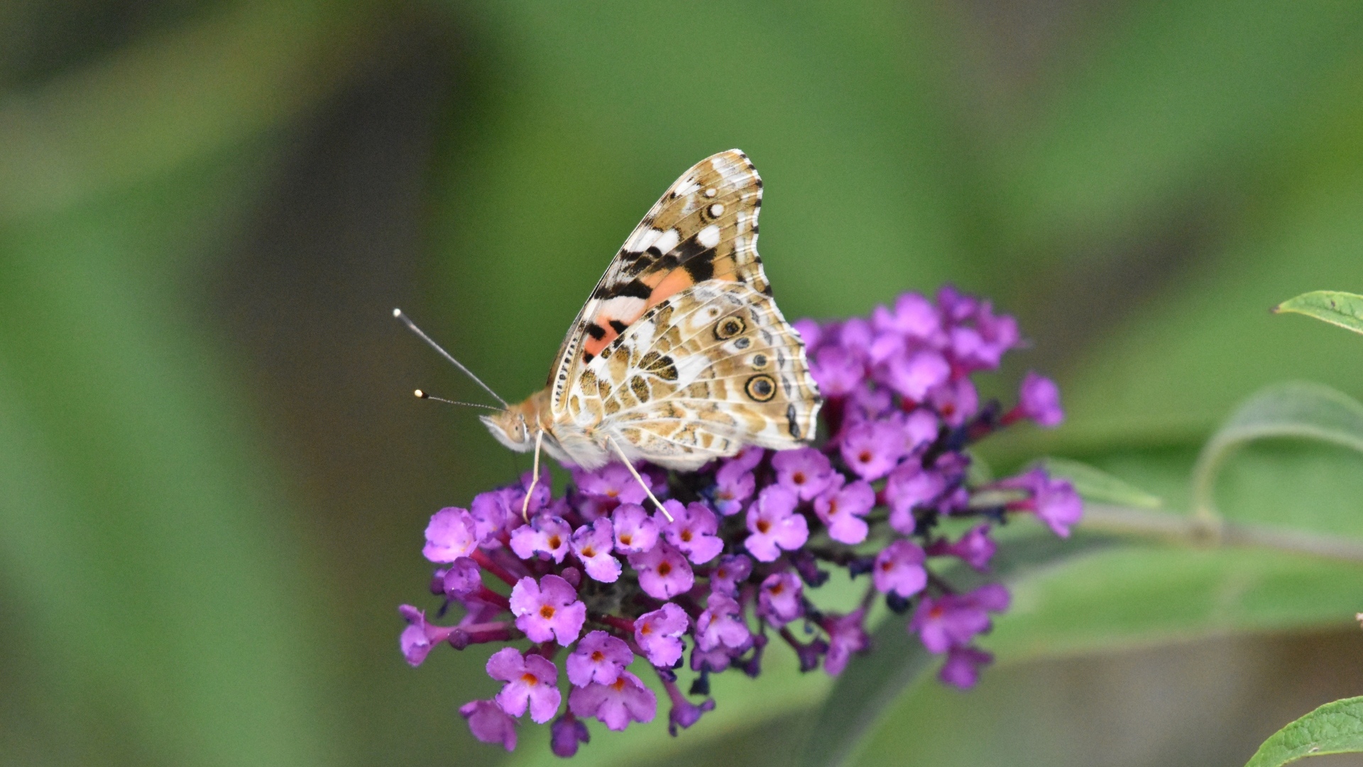 Бабочка сидит на красивом розовом цветке 