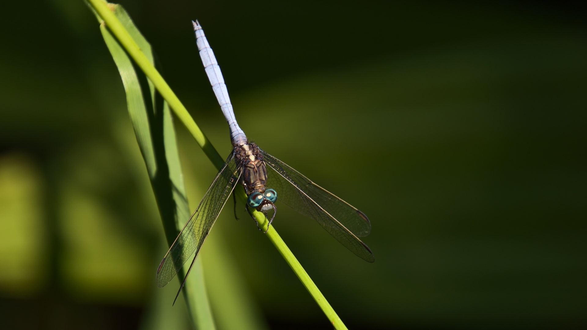 Стрекоза сидит на зеленом листке