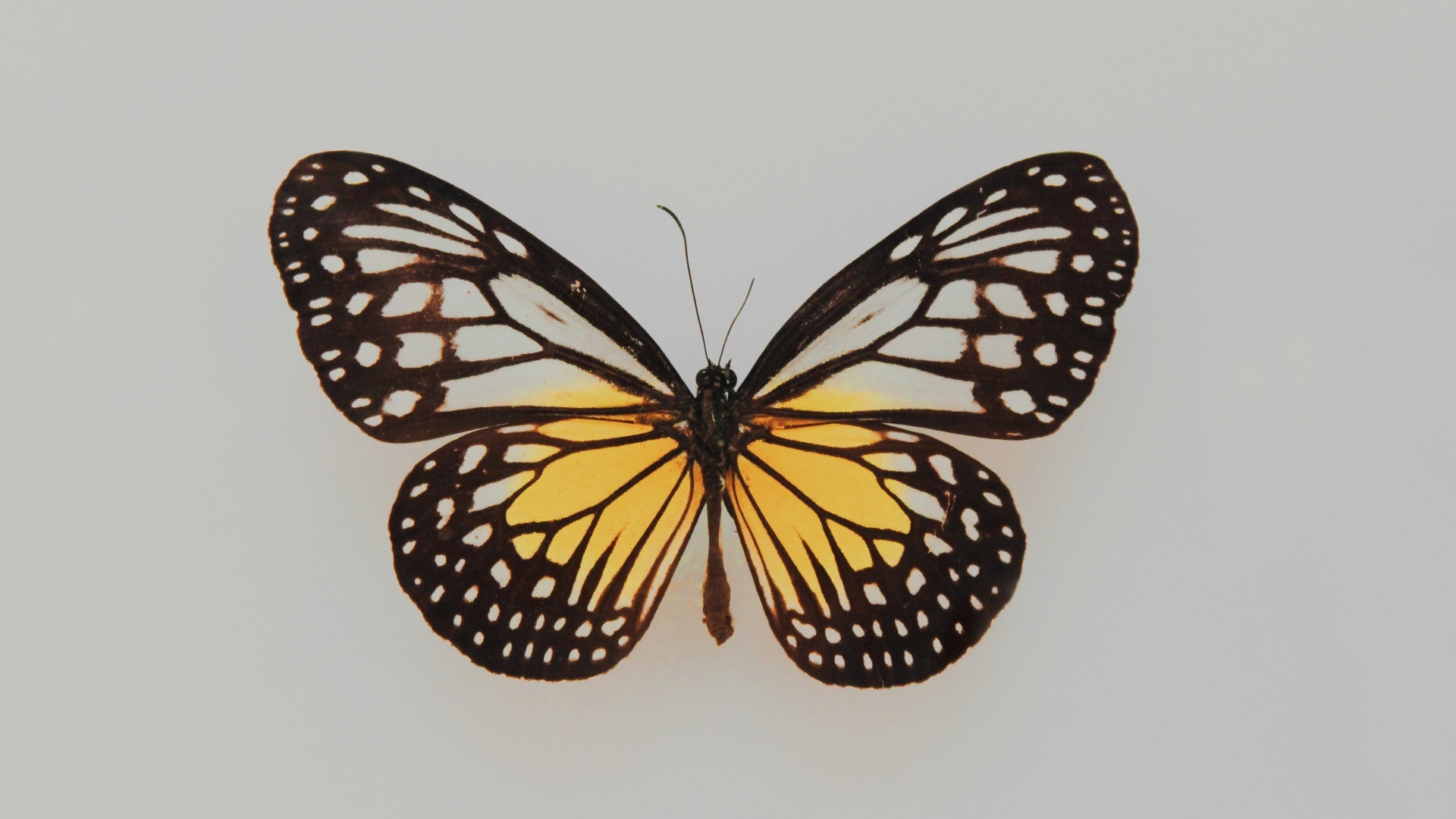 Засушенная бабочка на сером фоне
