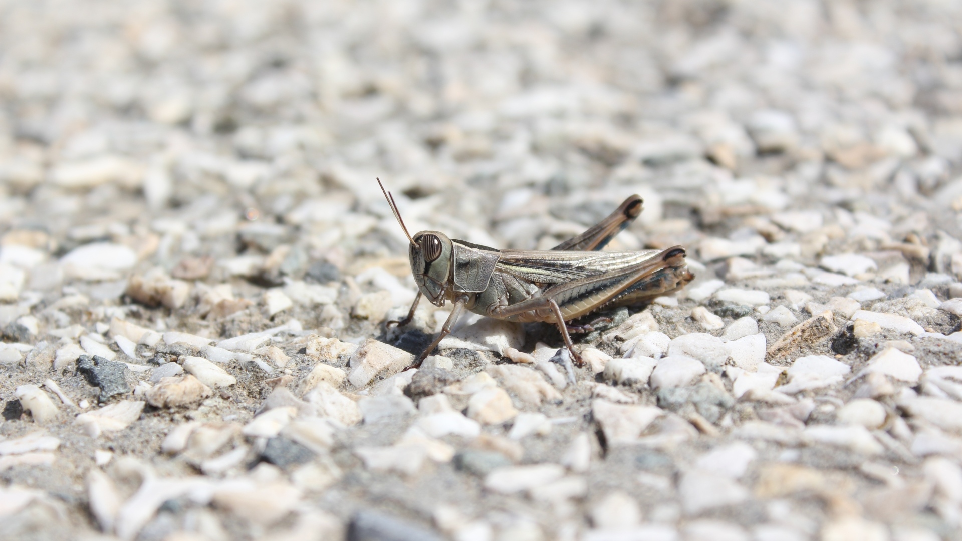 Кузнечик на дороге