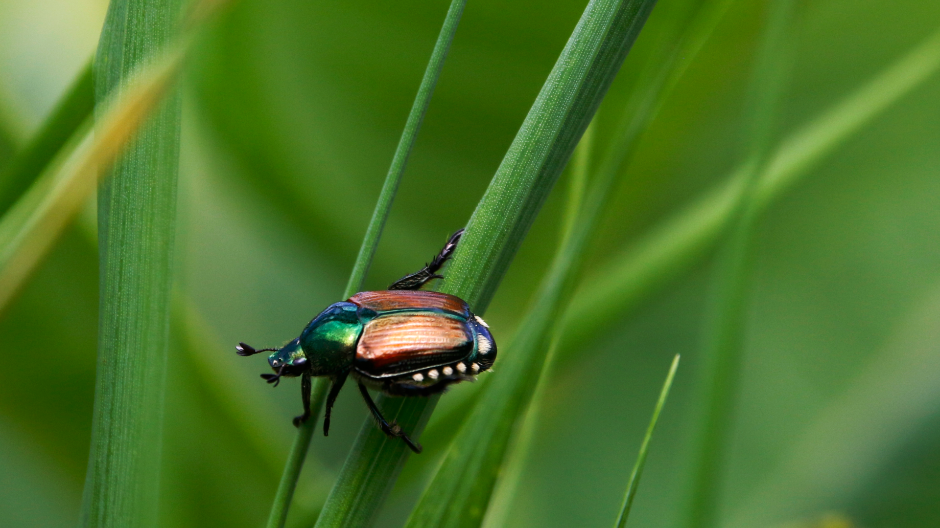 Жук Хрущик японский сидит на зеленой траве
