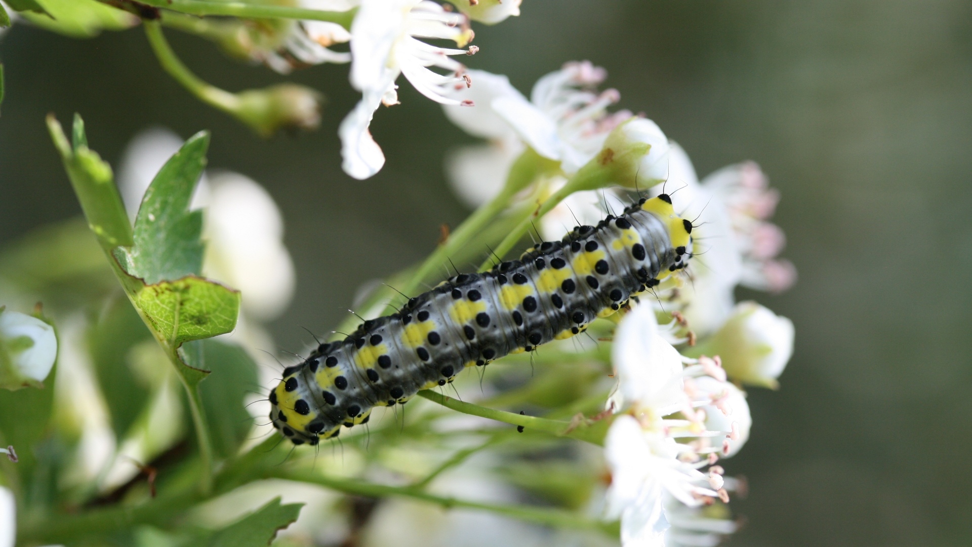 Большая гусеница на ветке с белыми цветами вишни