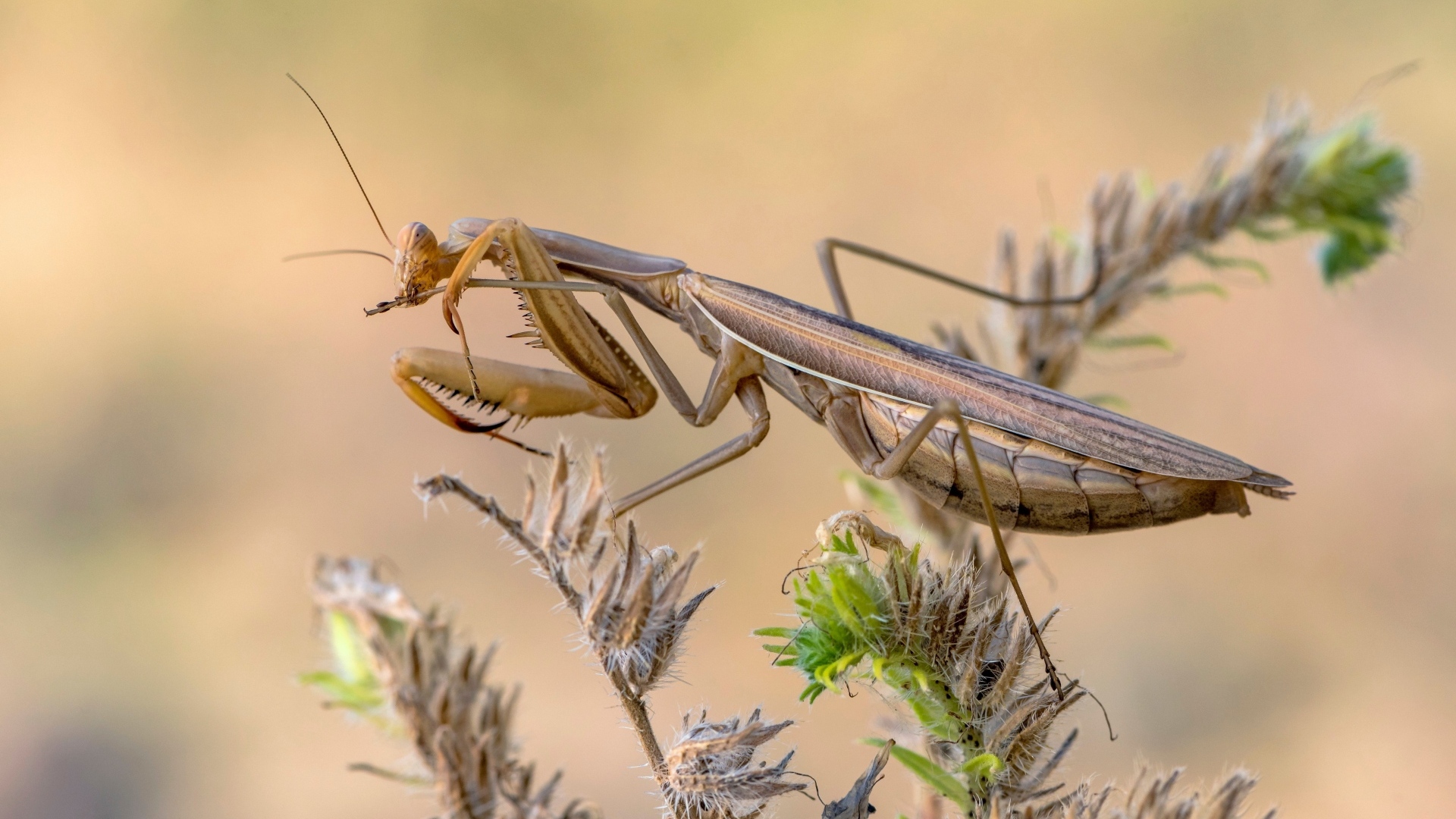 Большой богомол сидит на растении