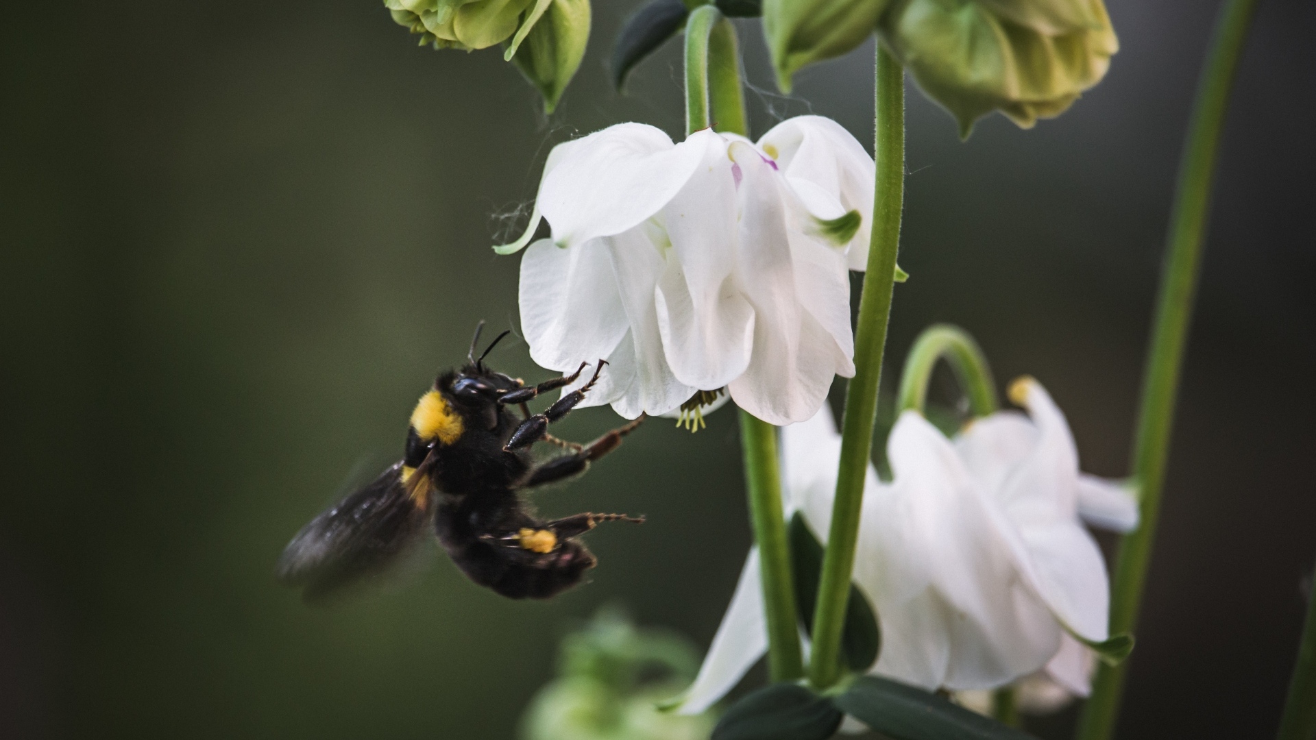 Маленький шмель у белых цветов
