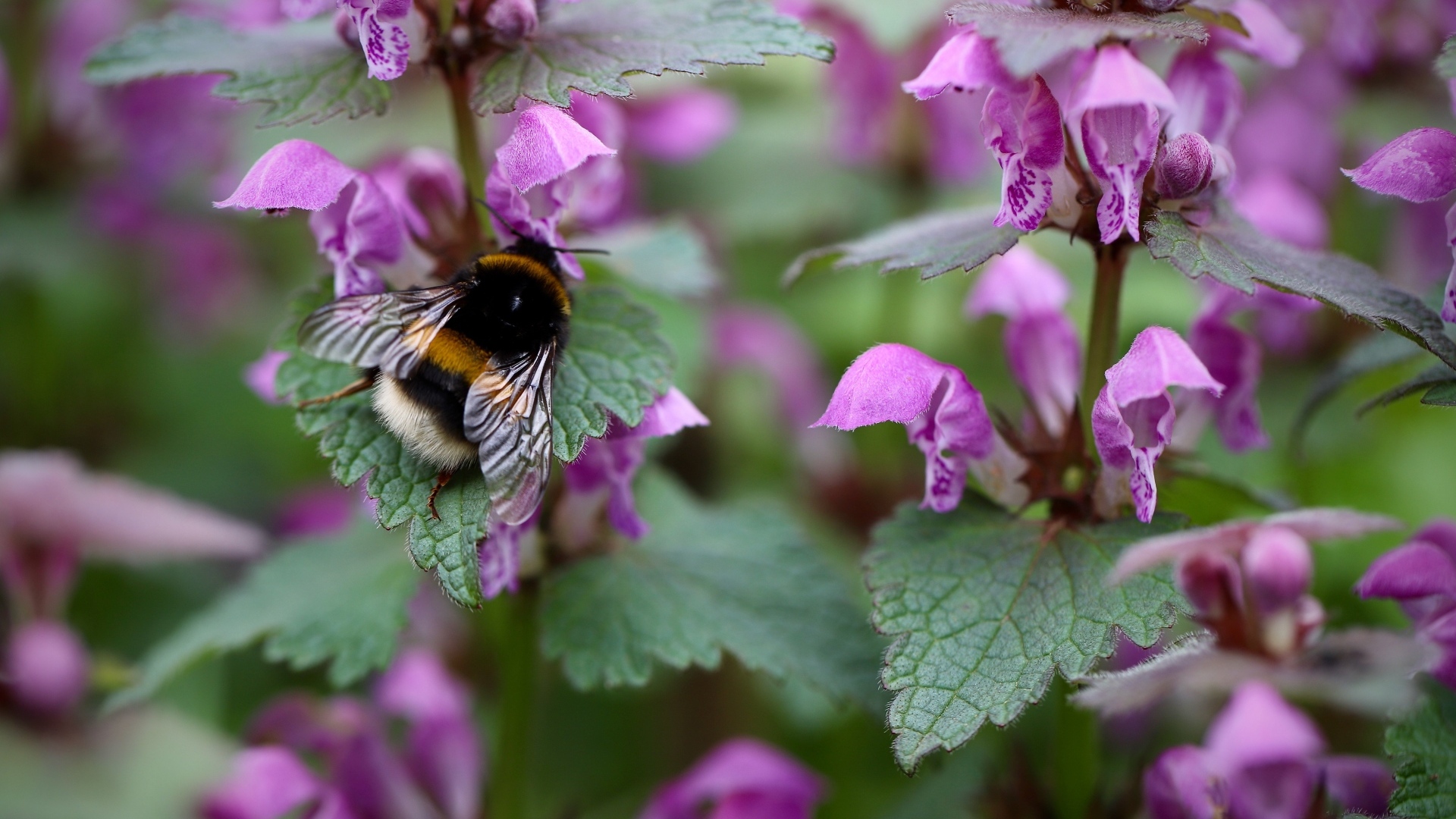 Маленький шмель на розовых цветах крапивы