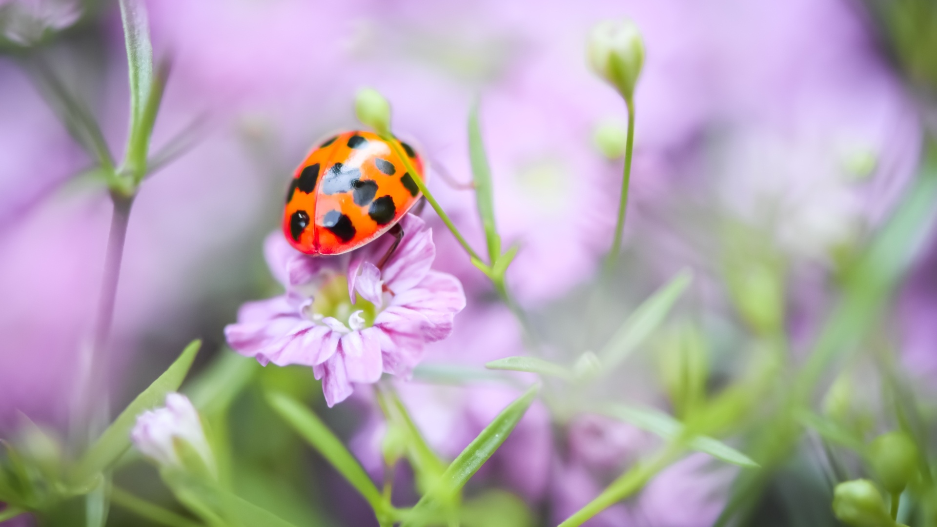 Маленькая божья коровка на розовом цветке