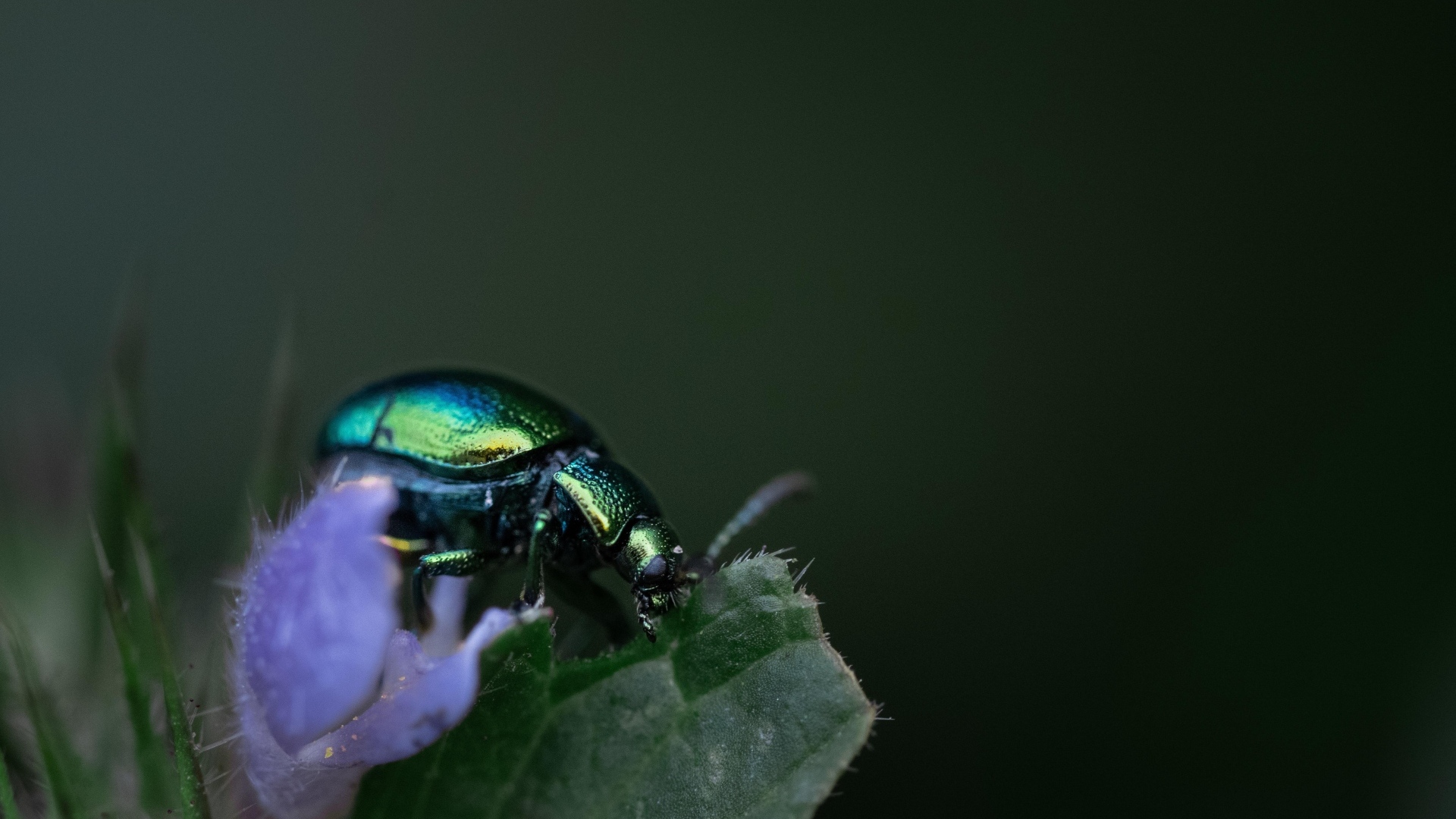 Блестящий зеленый жук сидит на листе