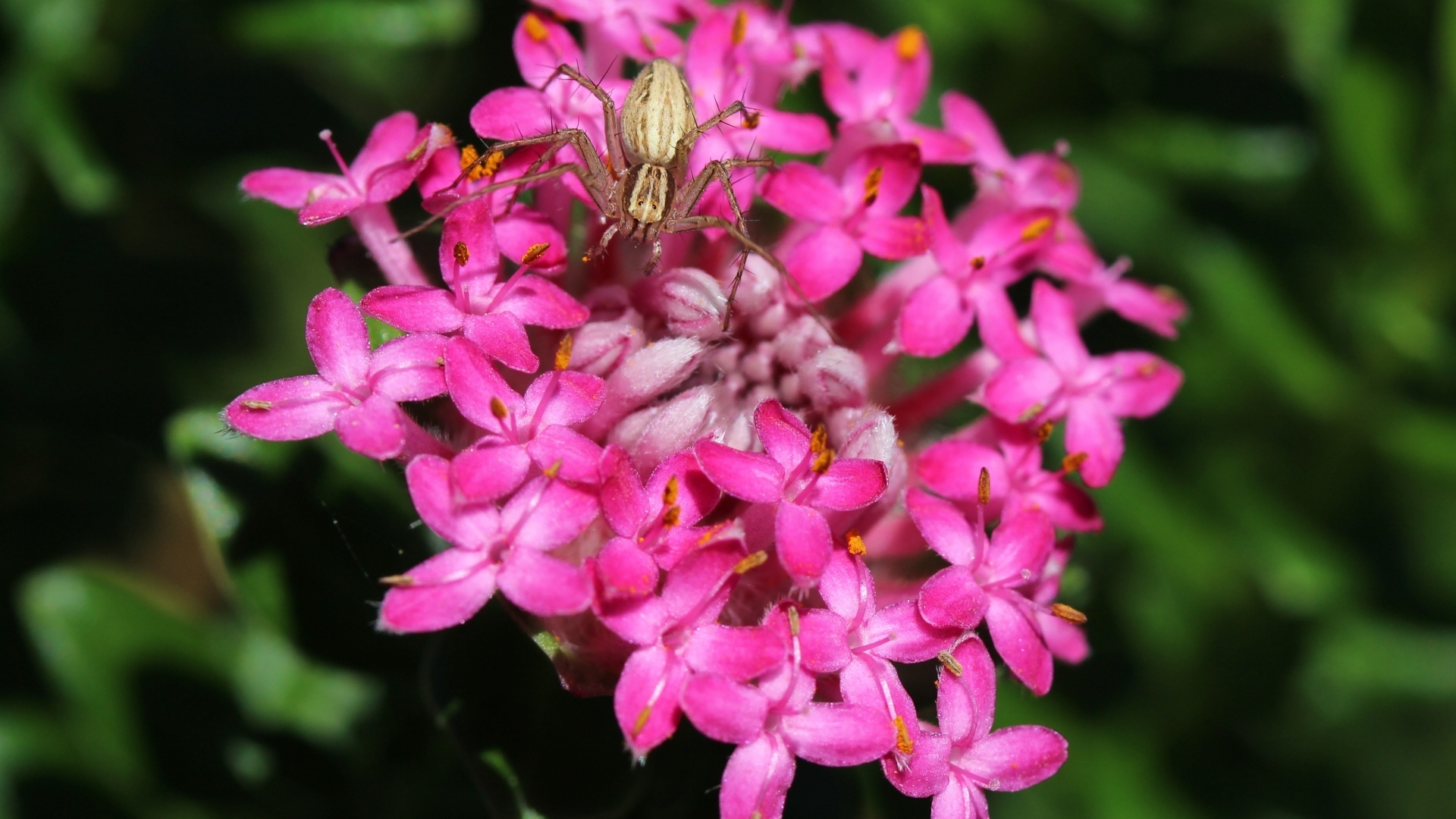 Маленький крабовый паук на розовом цветке
