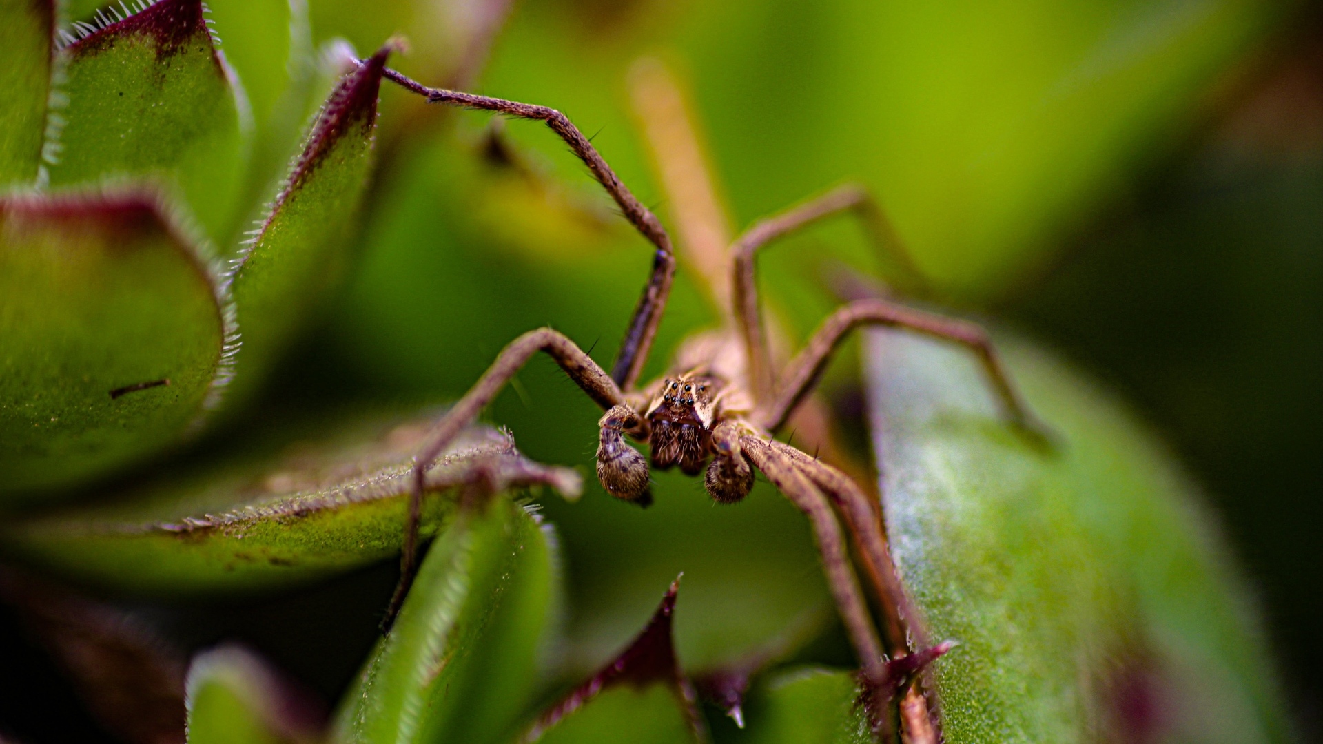 Паук прячется в зеленых листьях