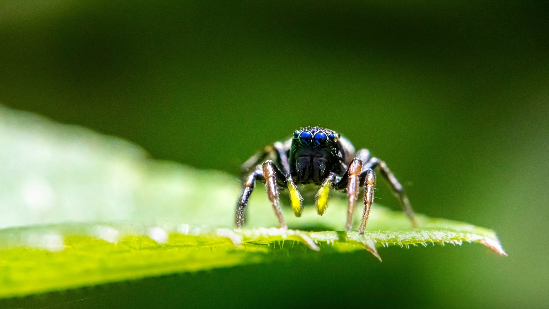 Паук с большими черными глазами на листе
