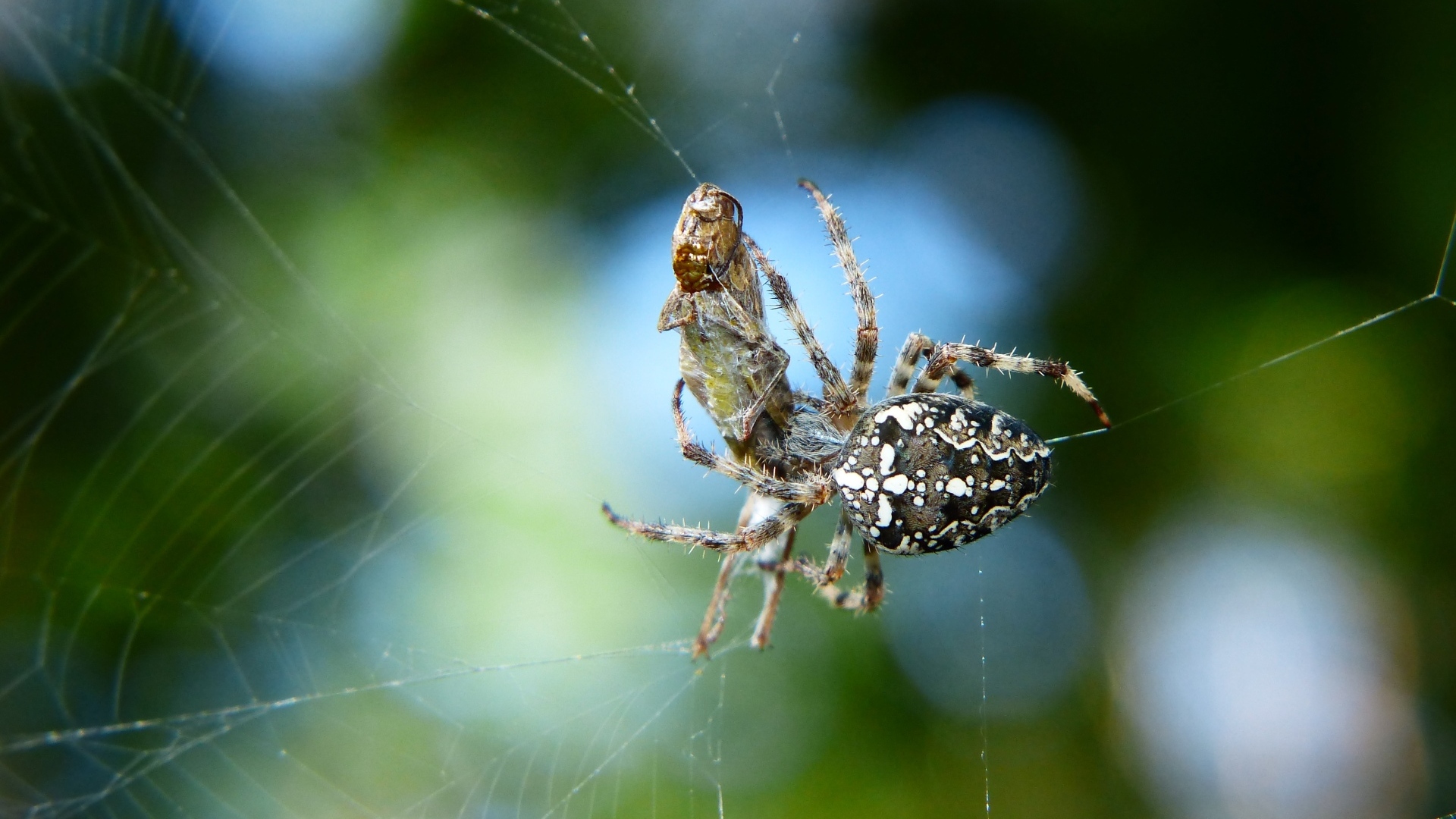 Паук с добычей в паутине