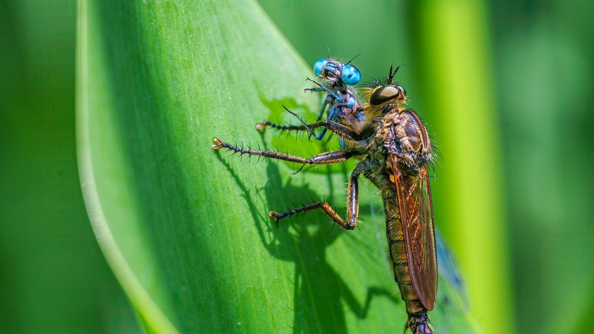 Две стрекозы на зеленом листе