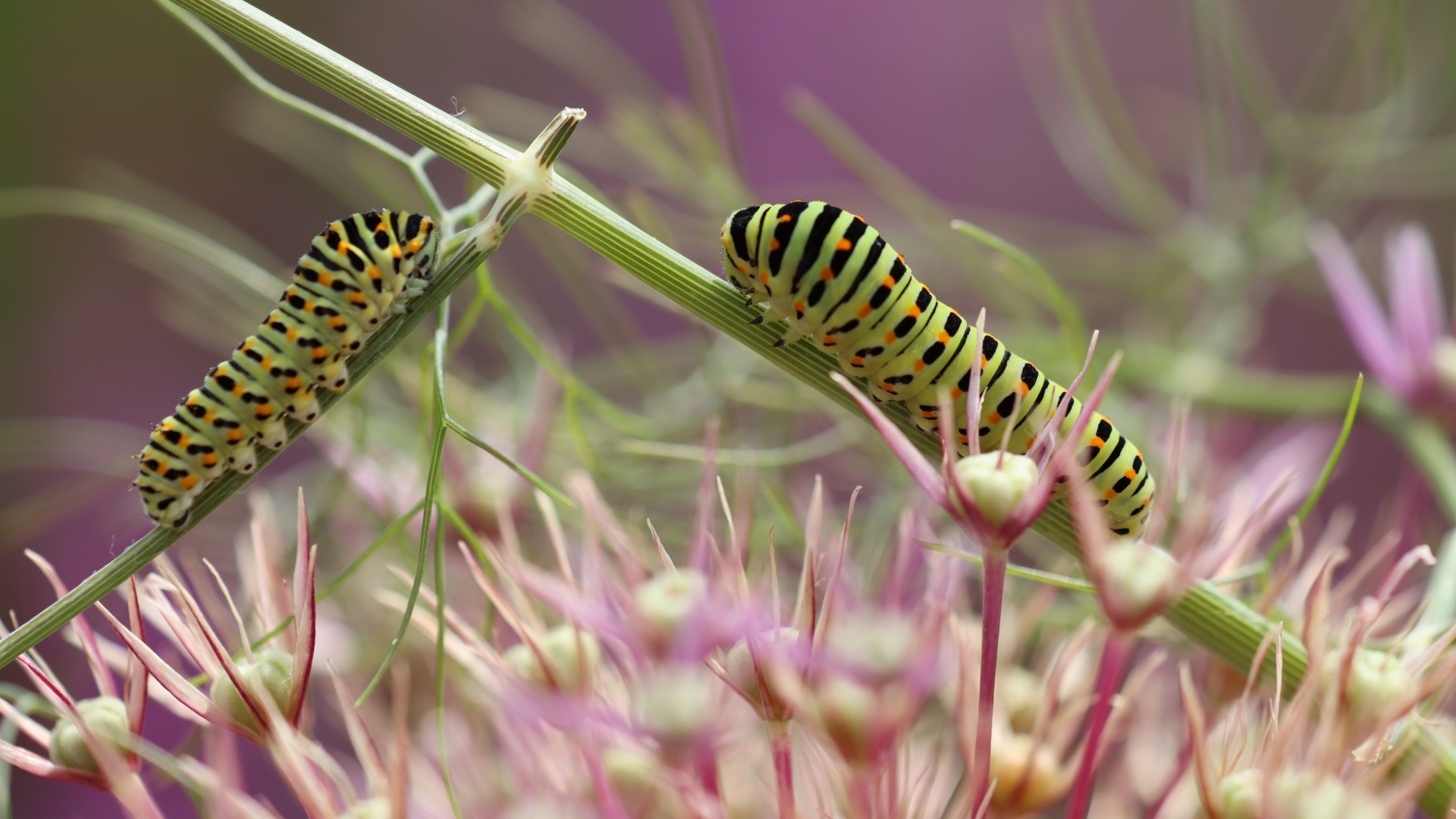 Две зеленые гусеницы на цветке