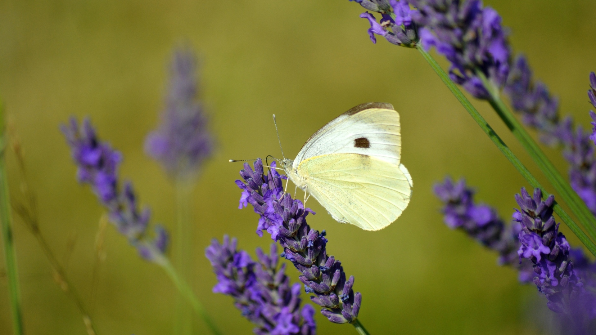 Белая бабочка сидит на цветке лаванды