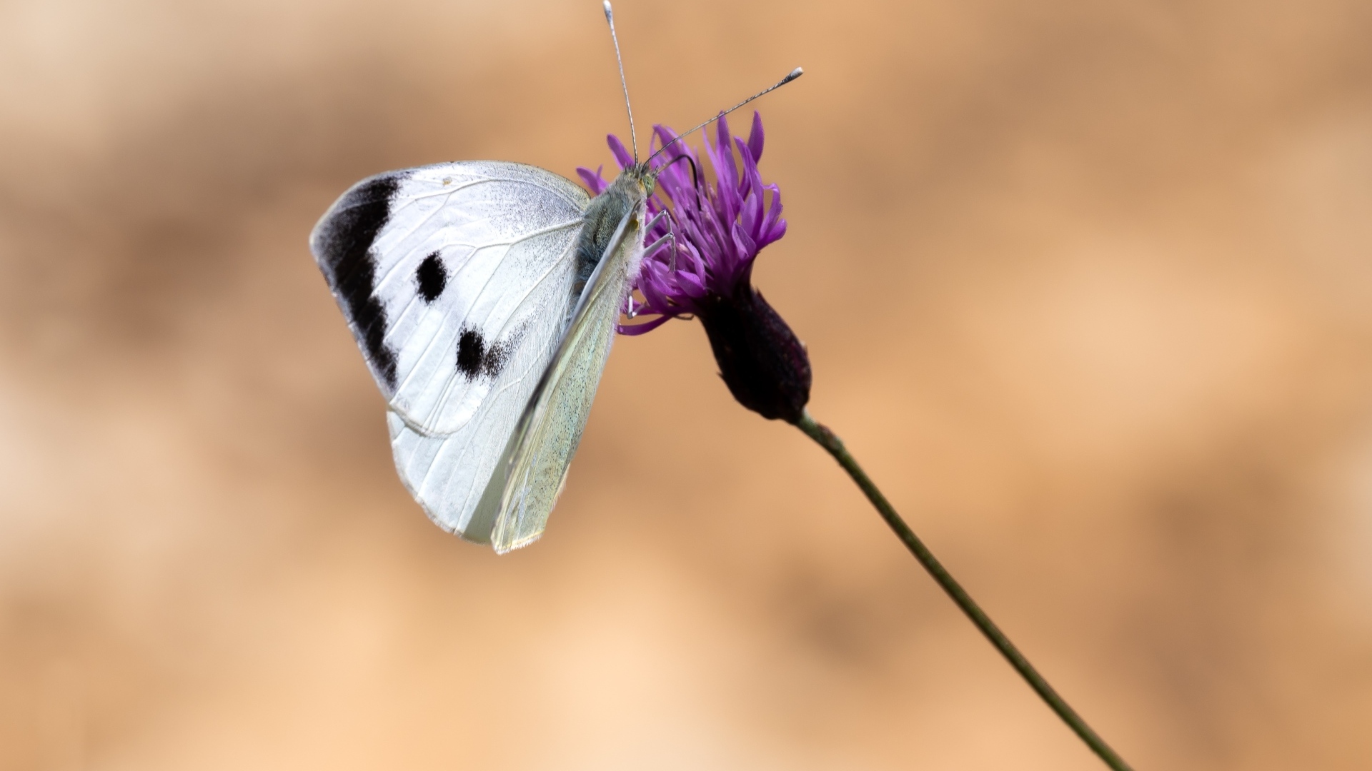 Белая бабочка сидит на цветке на коричневом фоне