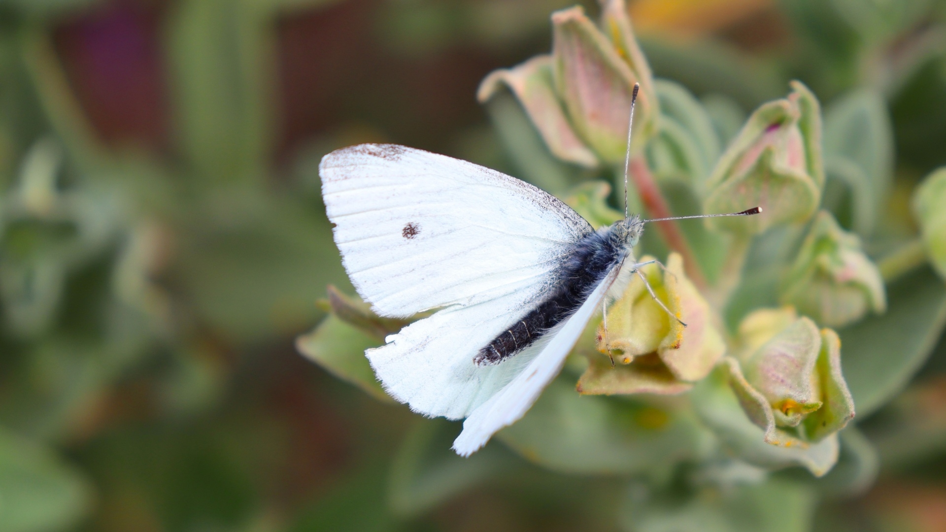 Белая бабочка капустница сидит на цветке