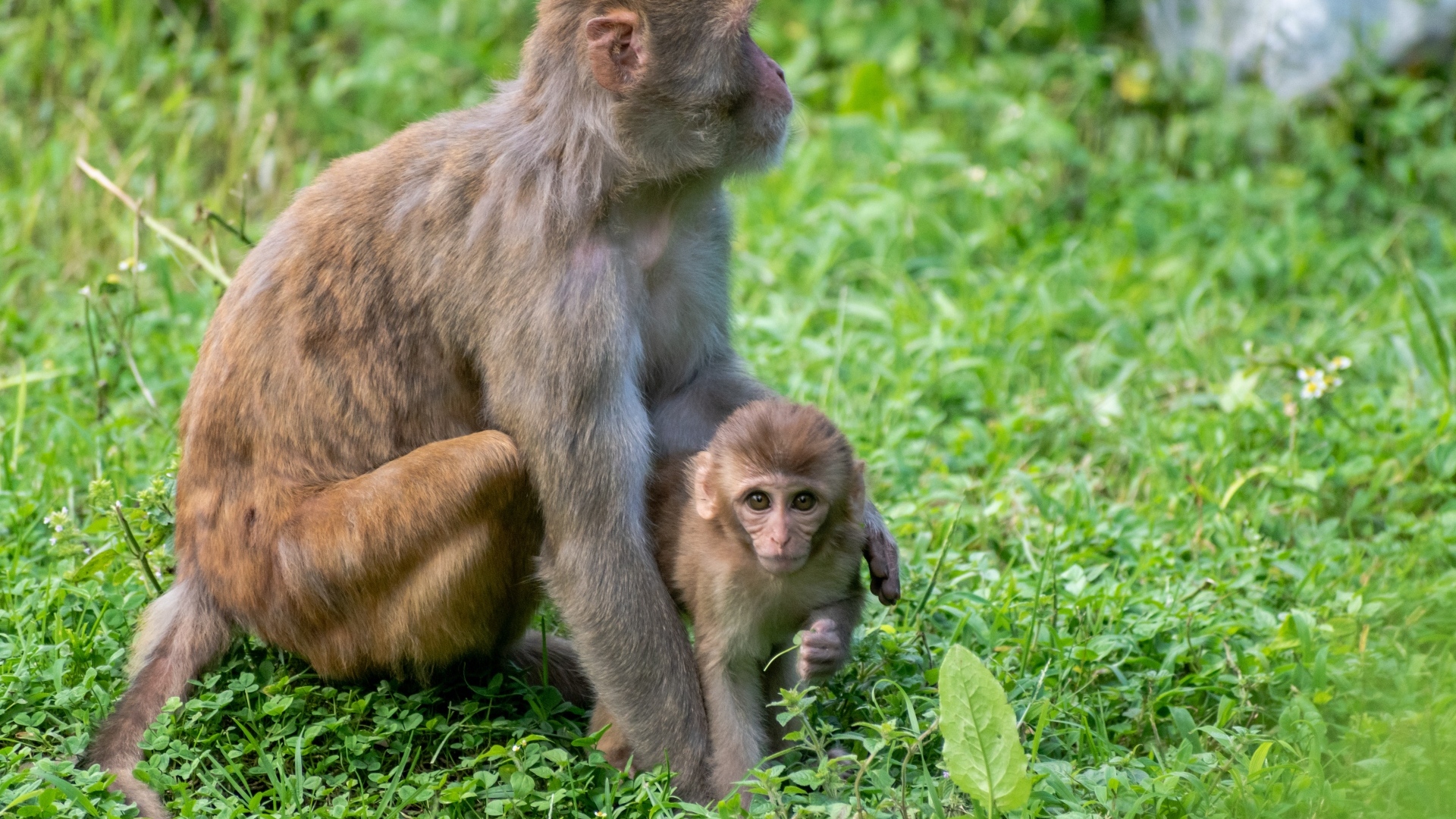 Большая обезьяна с детенышем на зеленой траве
