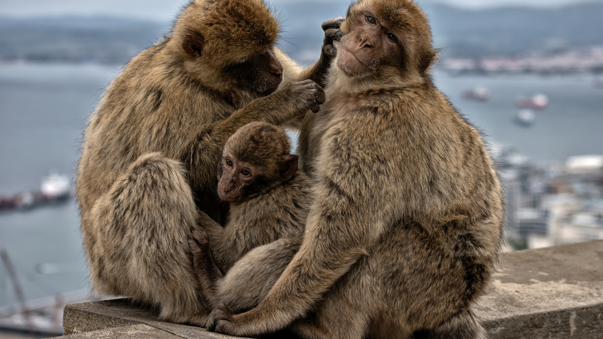 Семья из трех обезьян