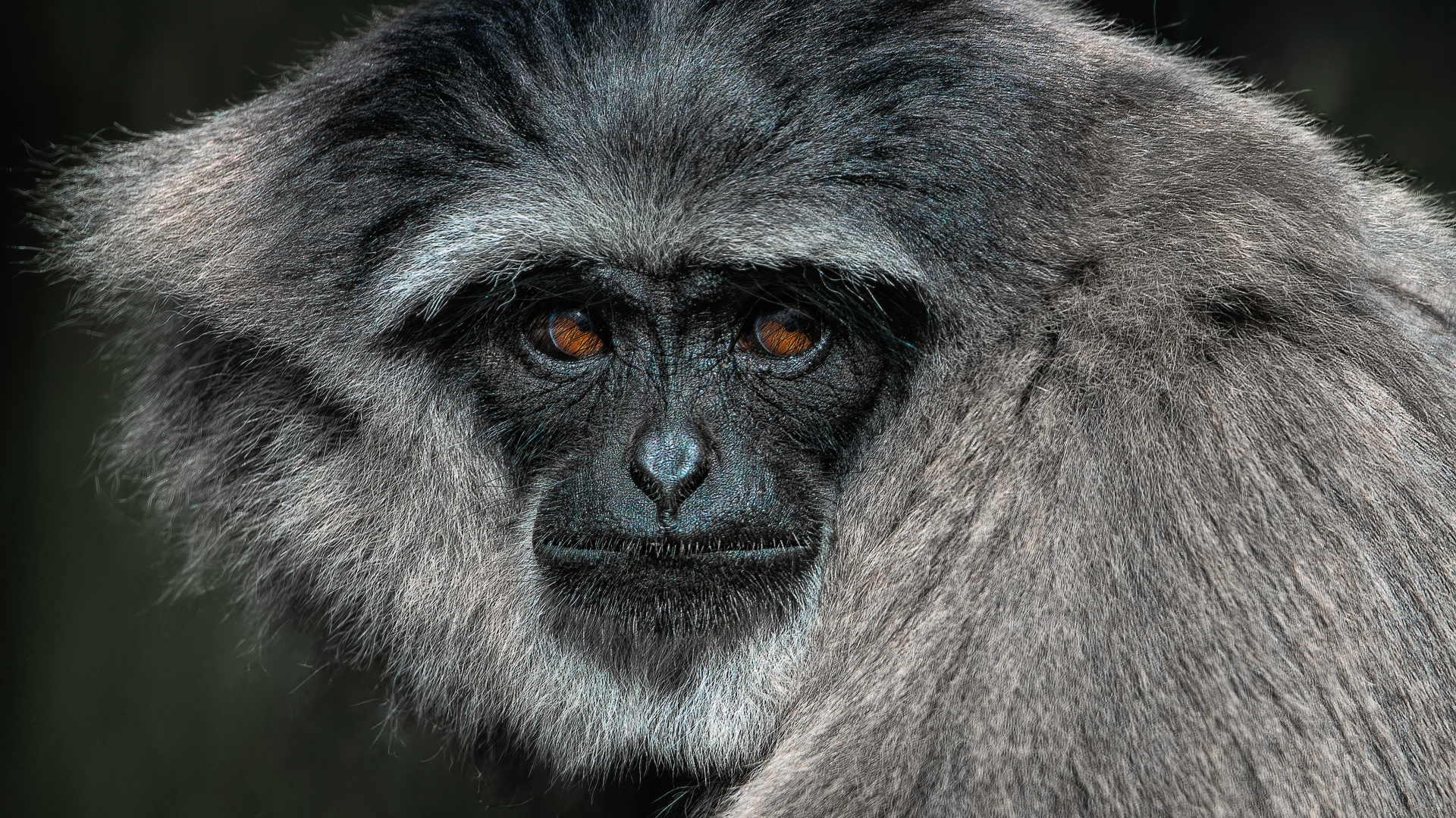 Большой серебристый гиббон