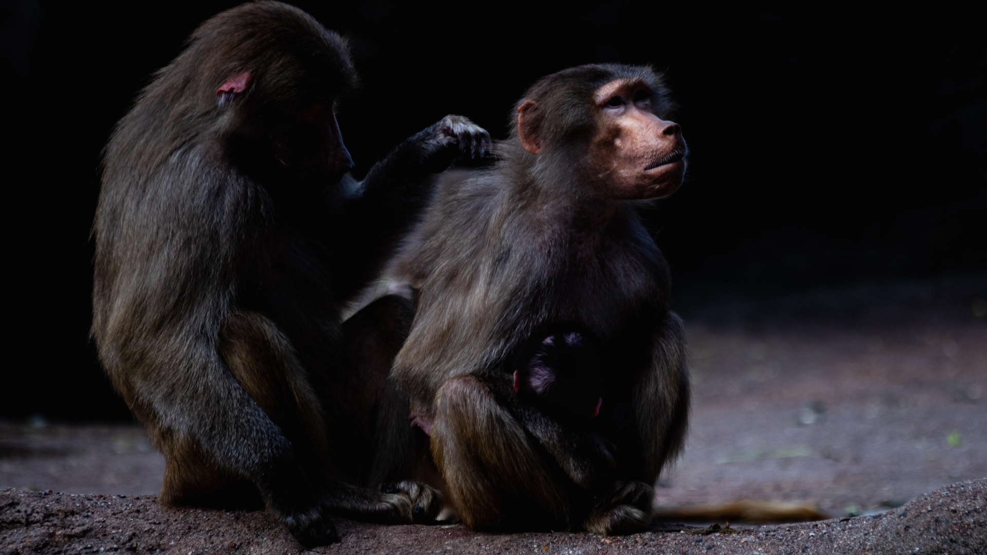 Два бабуина на черном фоне