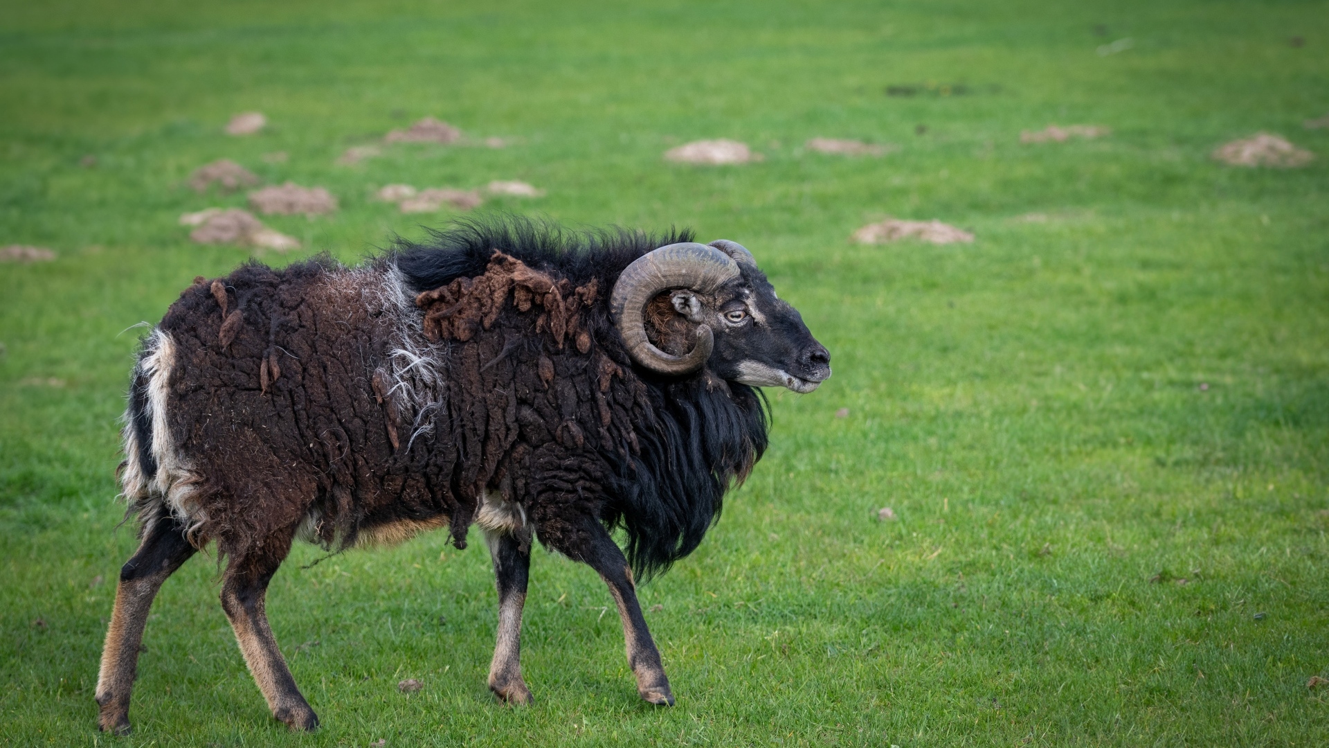 Большой старый не стриженный баран