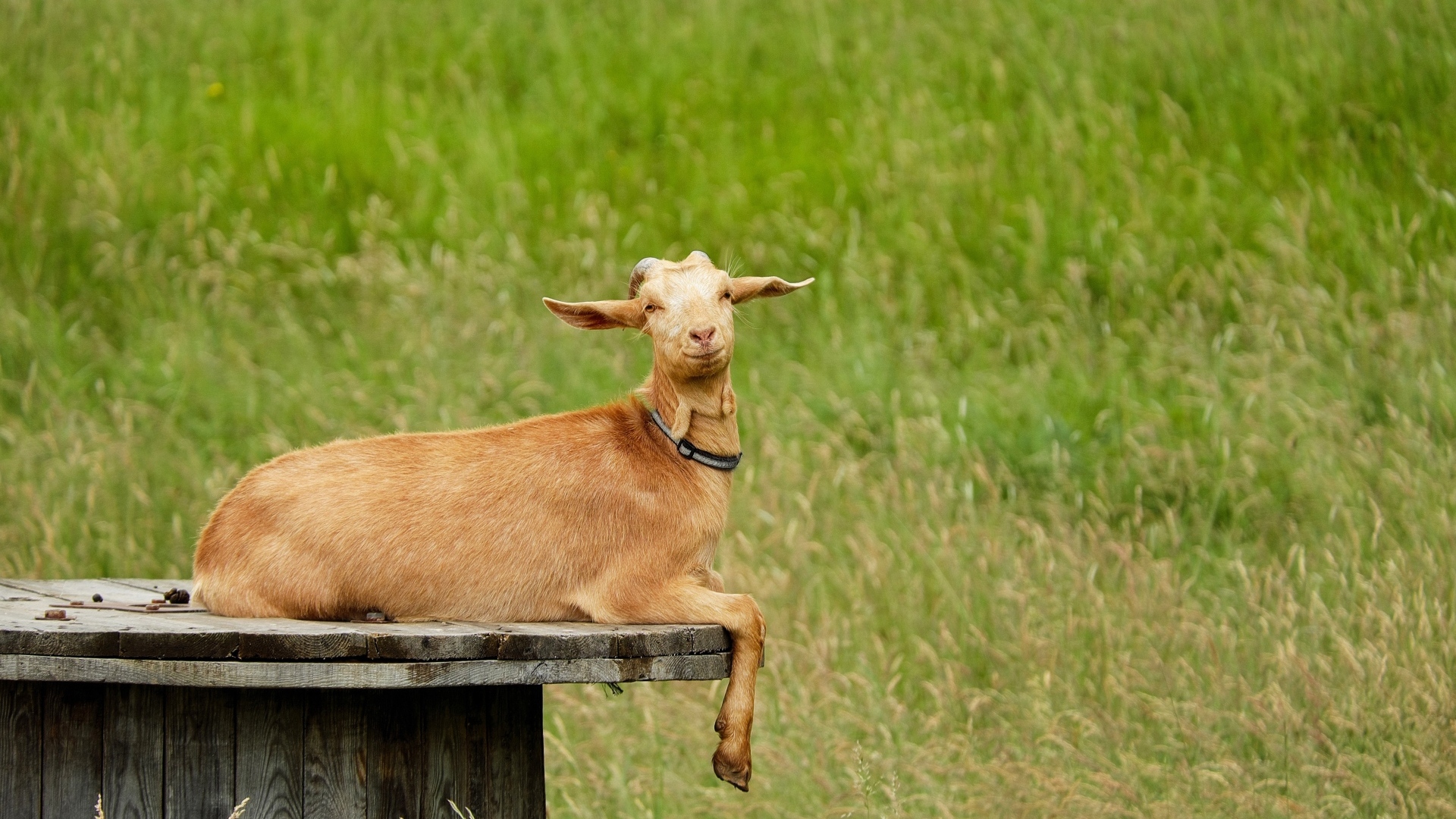 Домашняя коричневая коза на поле