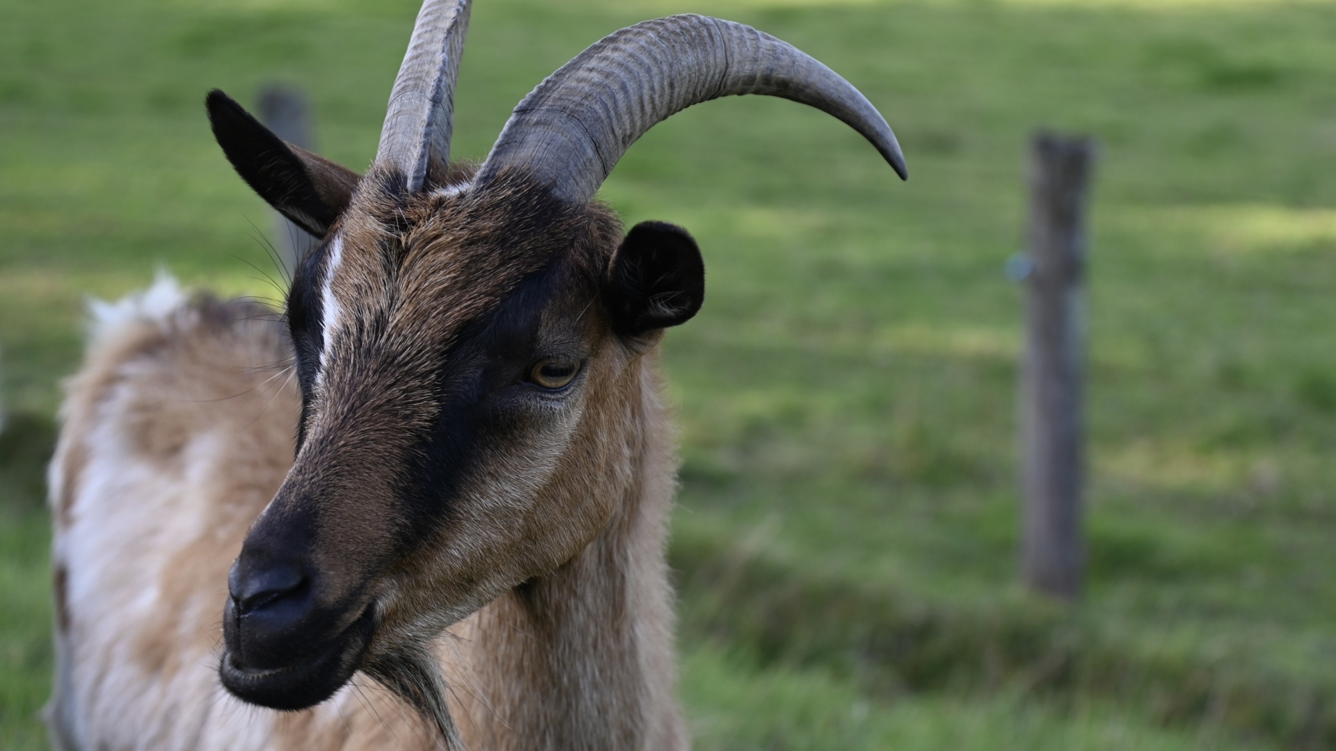 Домашняя коричневая коза с острыми рогами