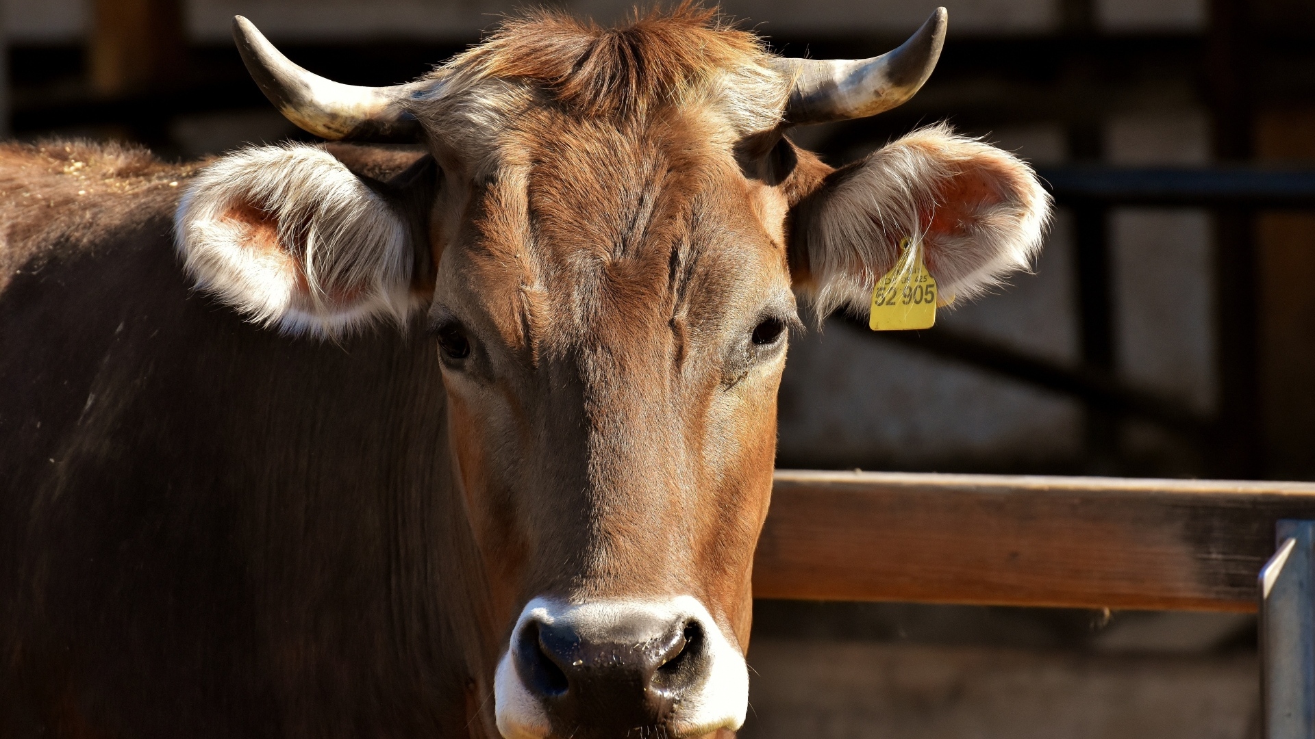 Домашняя корова с меткой в ухе 