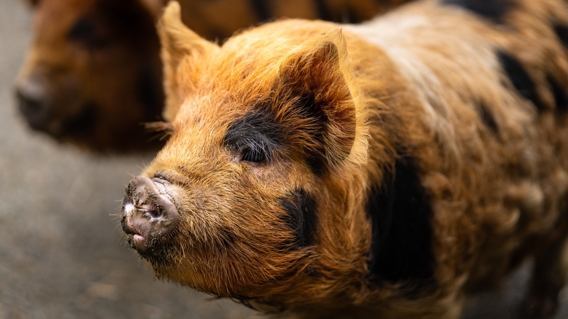 Большая домашняя коричневая свинья