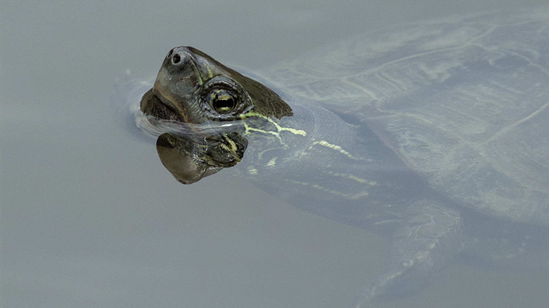 Большая черепаха плавает в воде