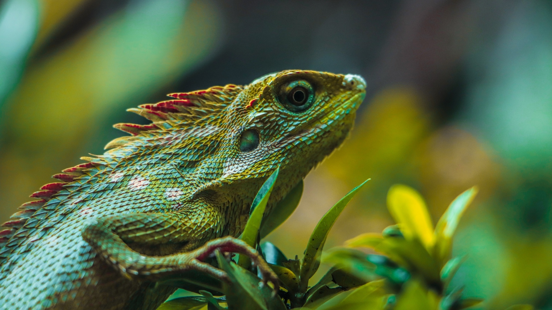 Красивая зеленая ящерица в листьях