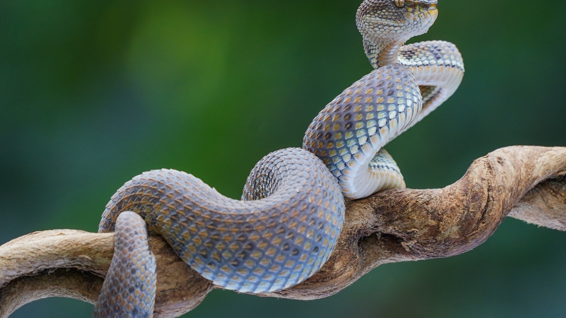 Большая голубая змея на ветке 