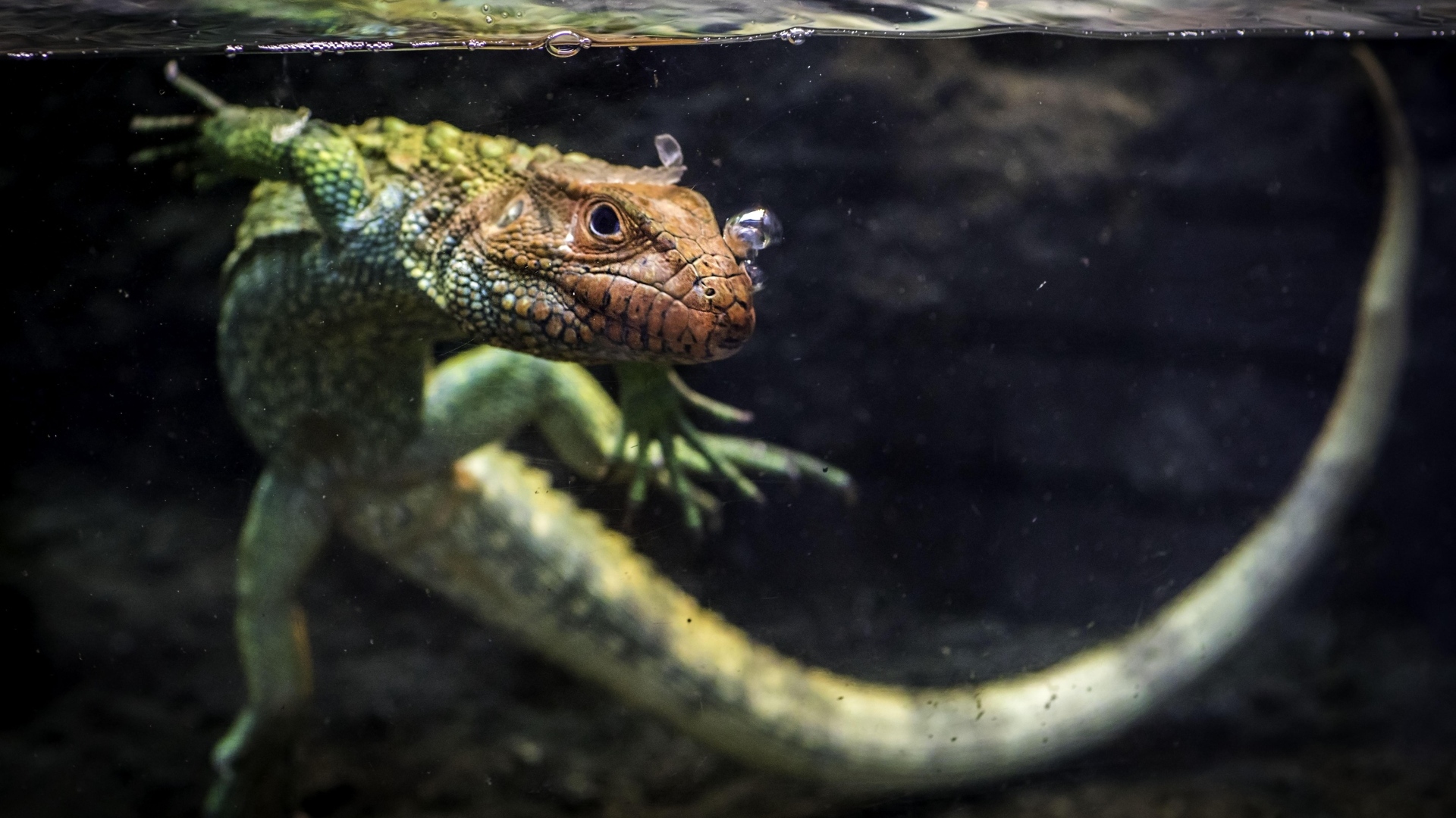 Ящерица кайман плавает в воде