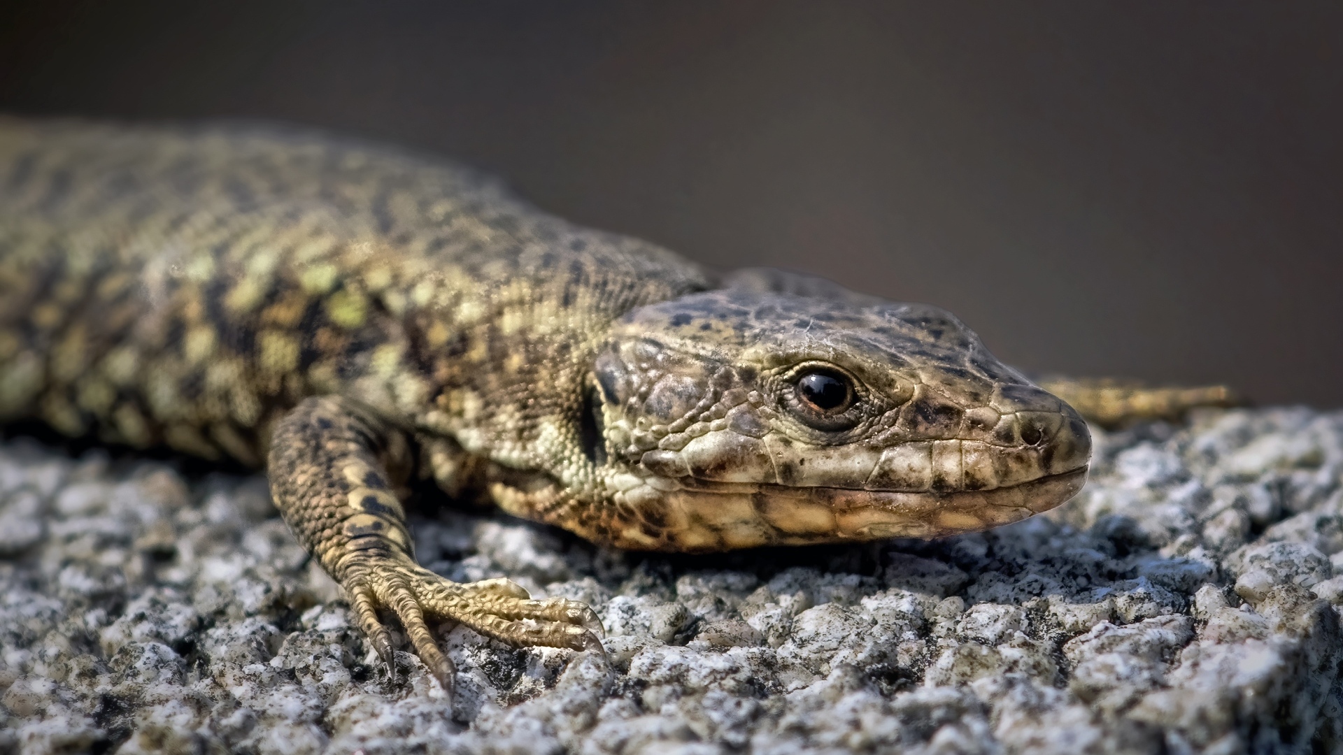 Серая ящерица сидит на камне