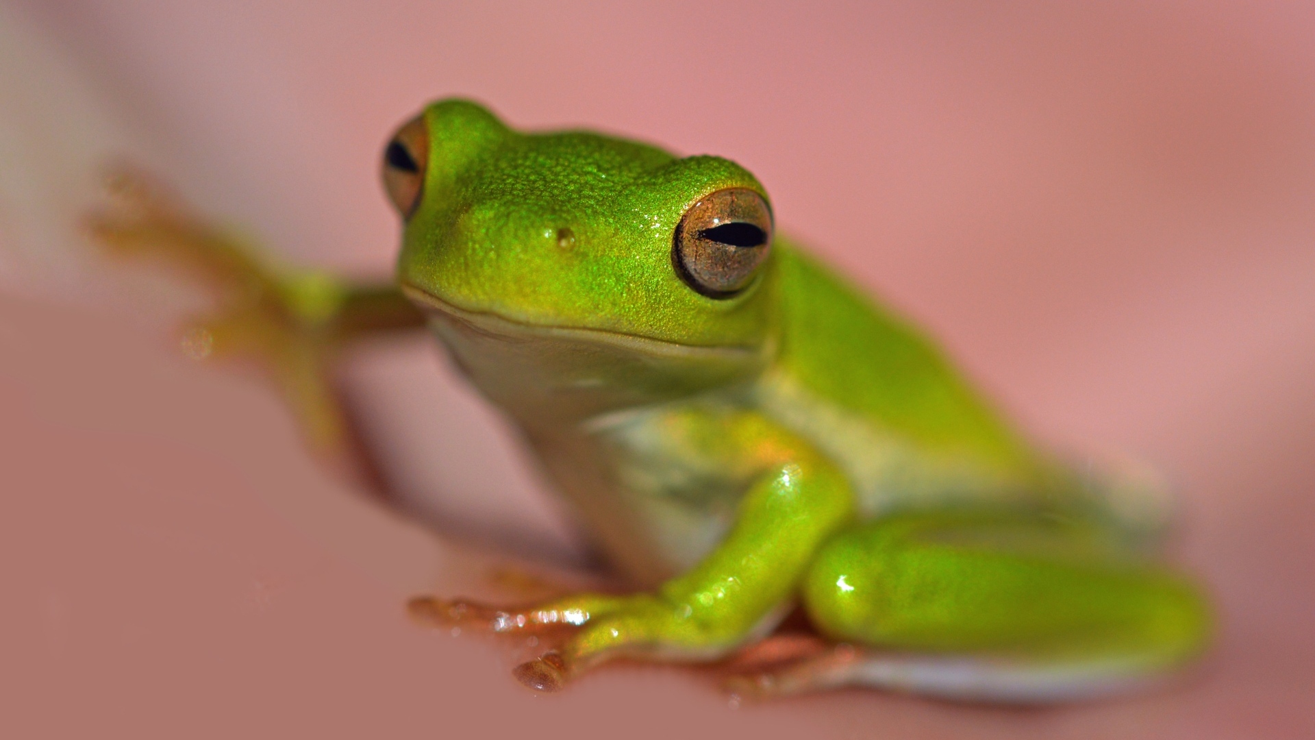 Зеленая лягушка на розовом фоне