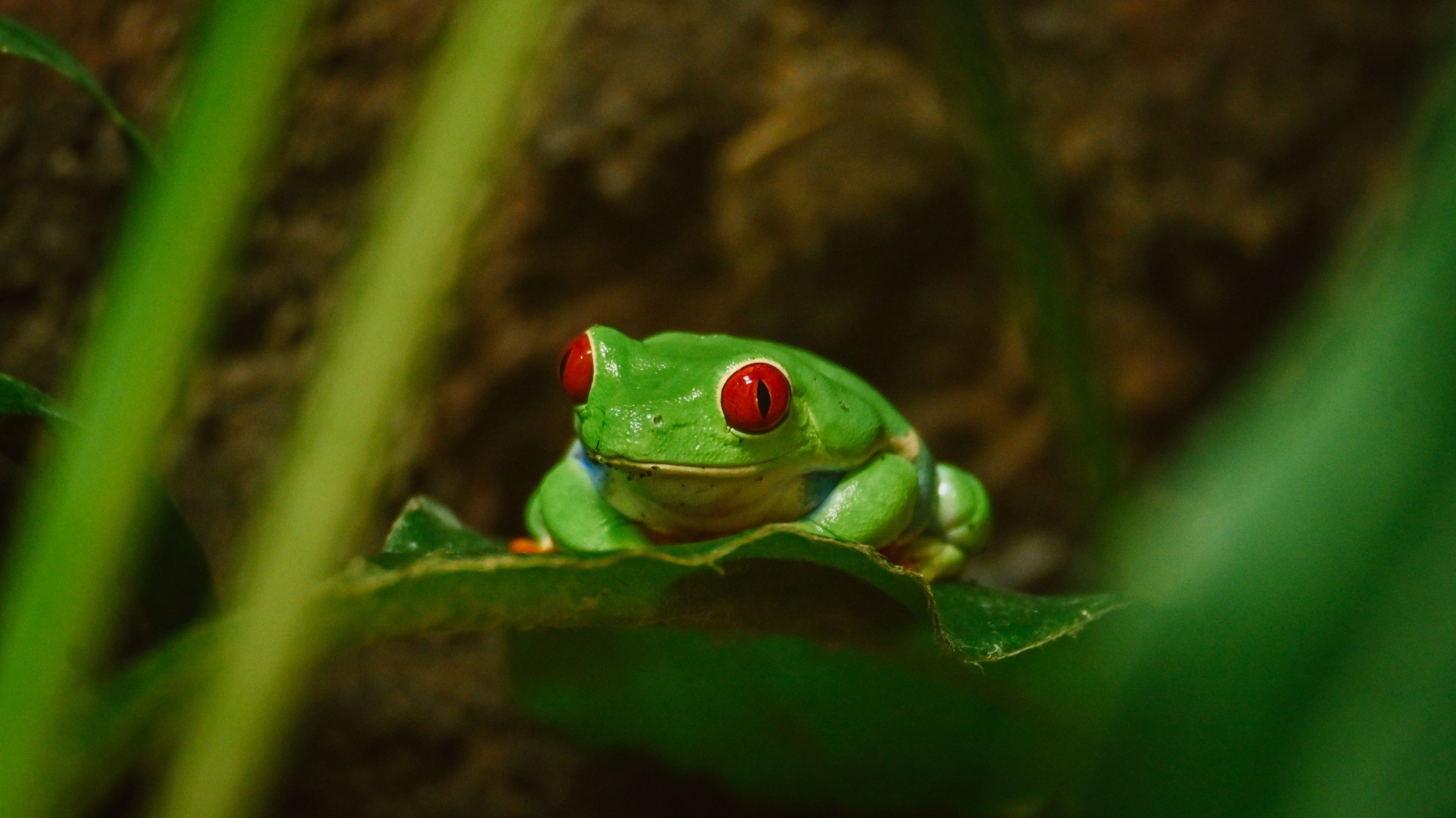 Зеленая лягушка с красными глазами сидит в листьях