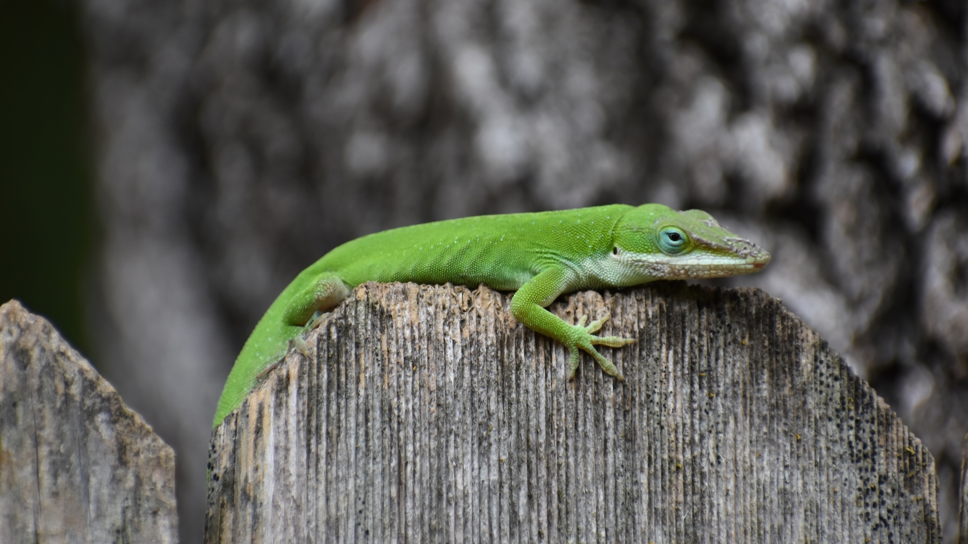 Зеленый геккон на заборе