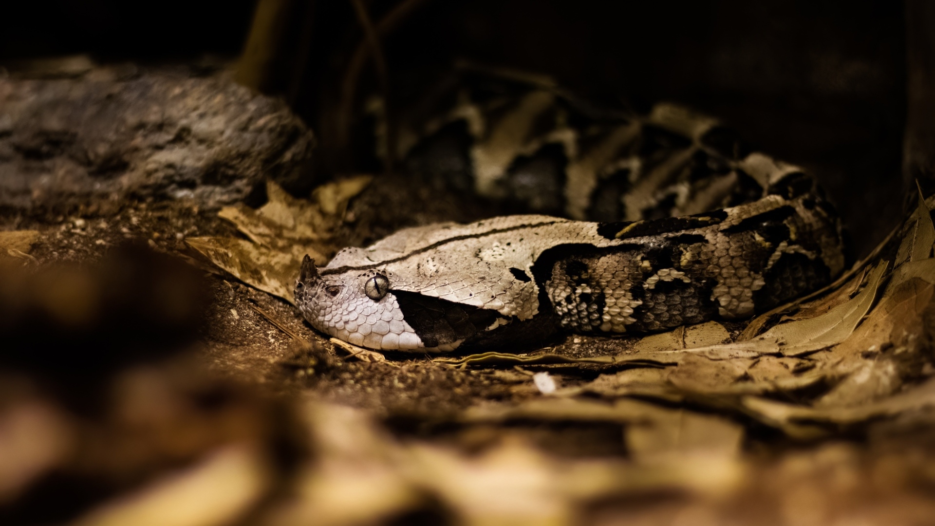 Ядовитая змея гадюка в желтых листьях