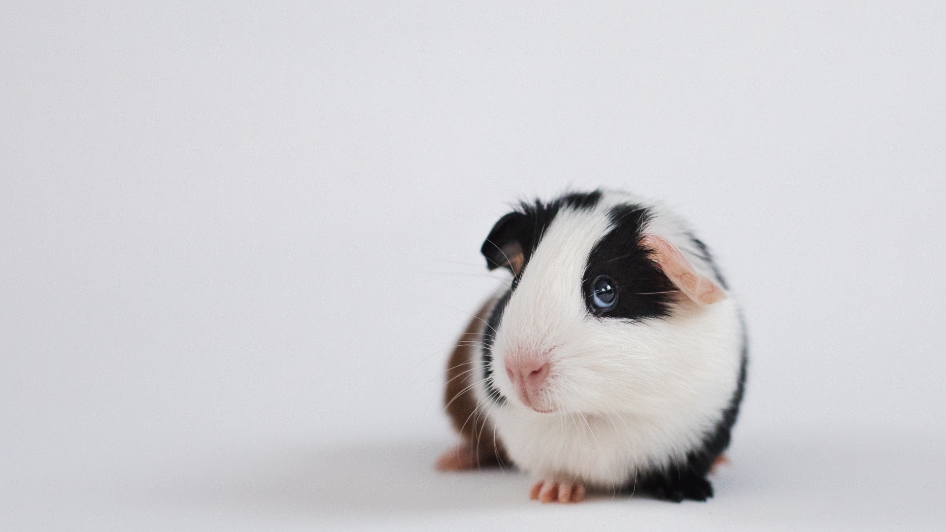 Милая морская свинка на сером фоне