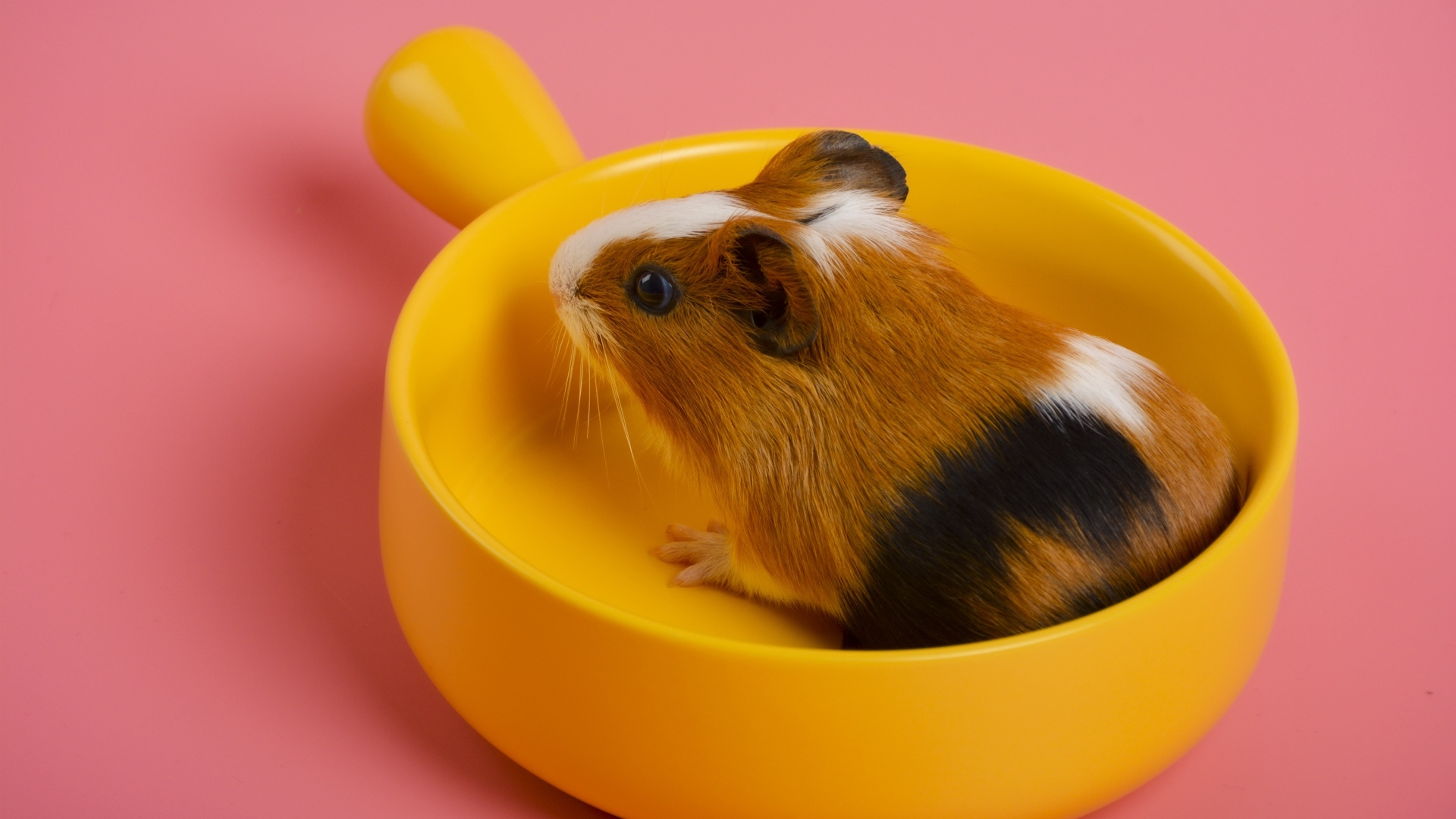 Морская свинка сидит в желтой чашке на розовом фоне