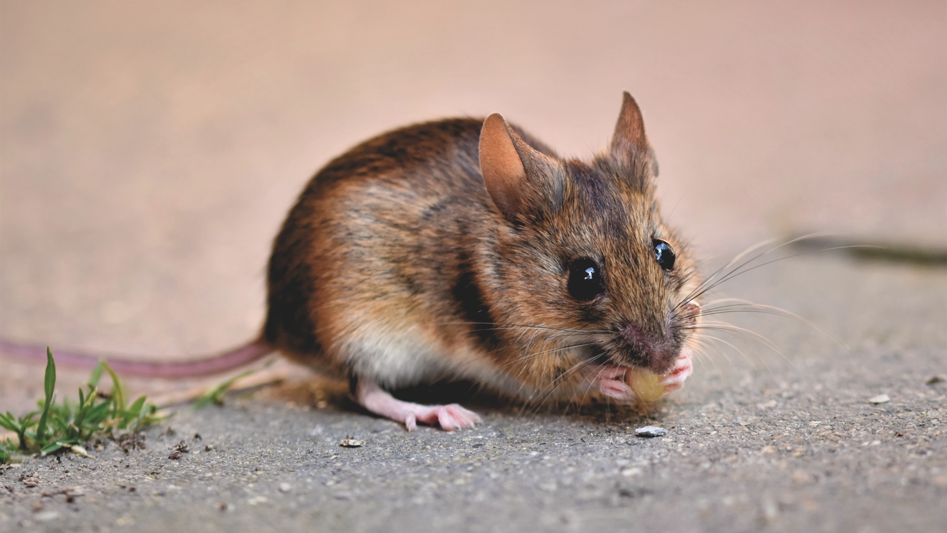 Маленький мышонок грызет еду на земле